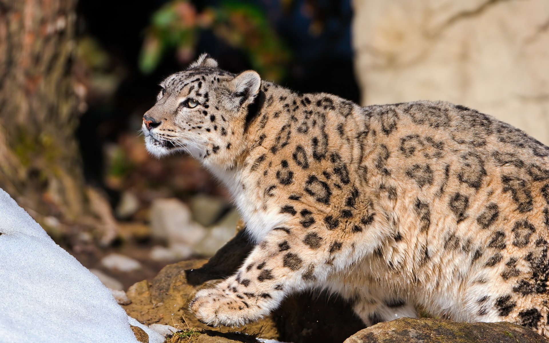 leopardo de las nieves mirando irbis de pie curiosidad piedras