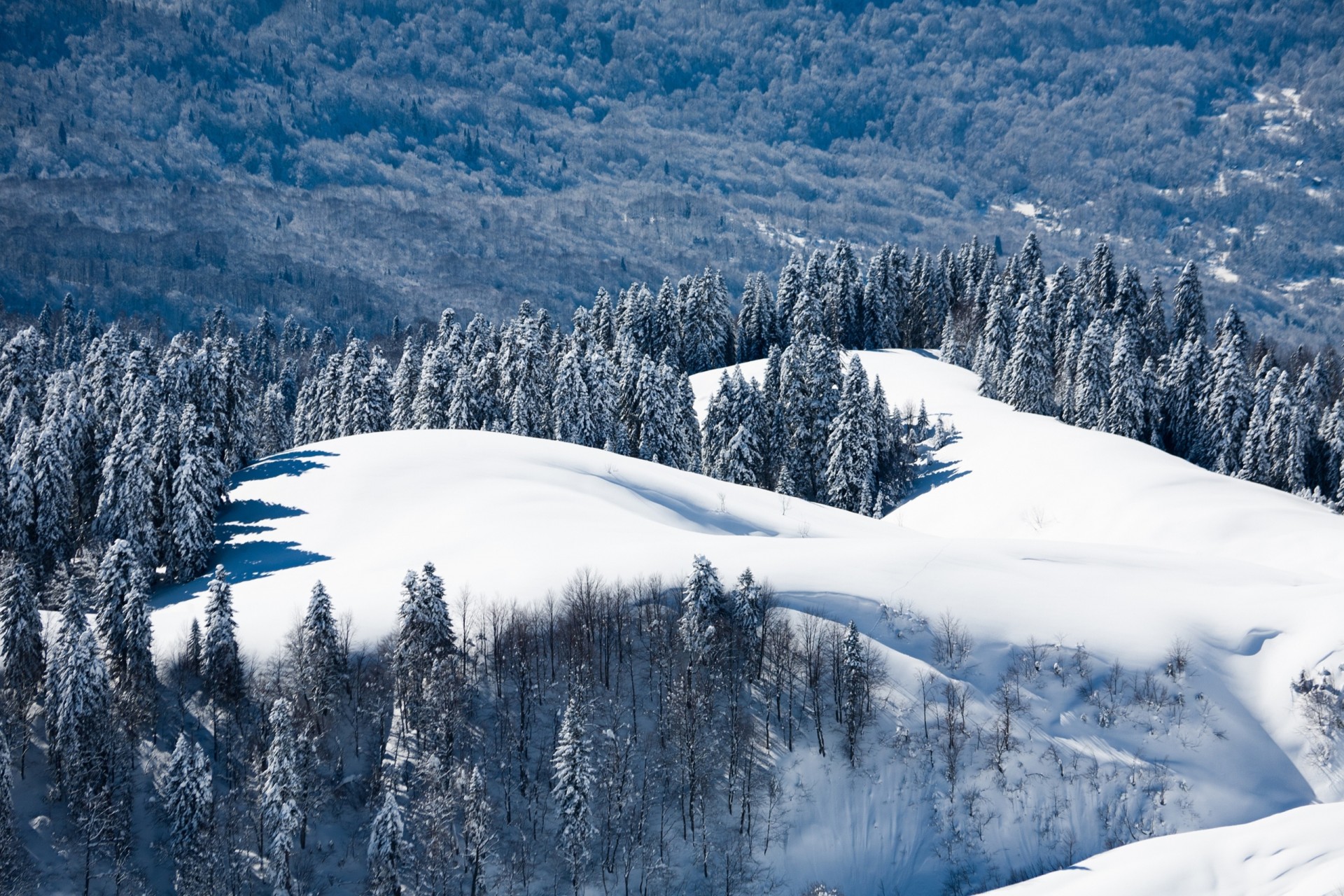 rusia paisaje naturaleza bosque montaña sochi krasnaya polyana