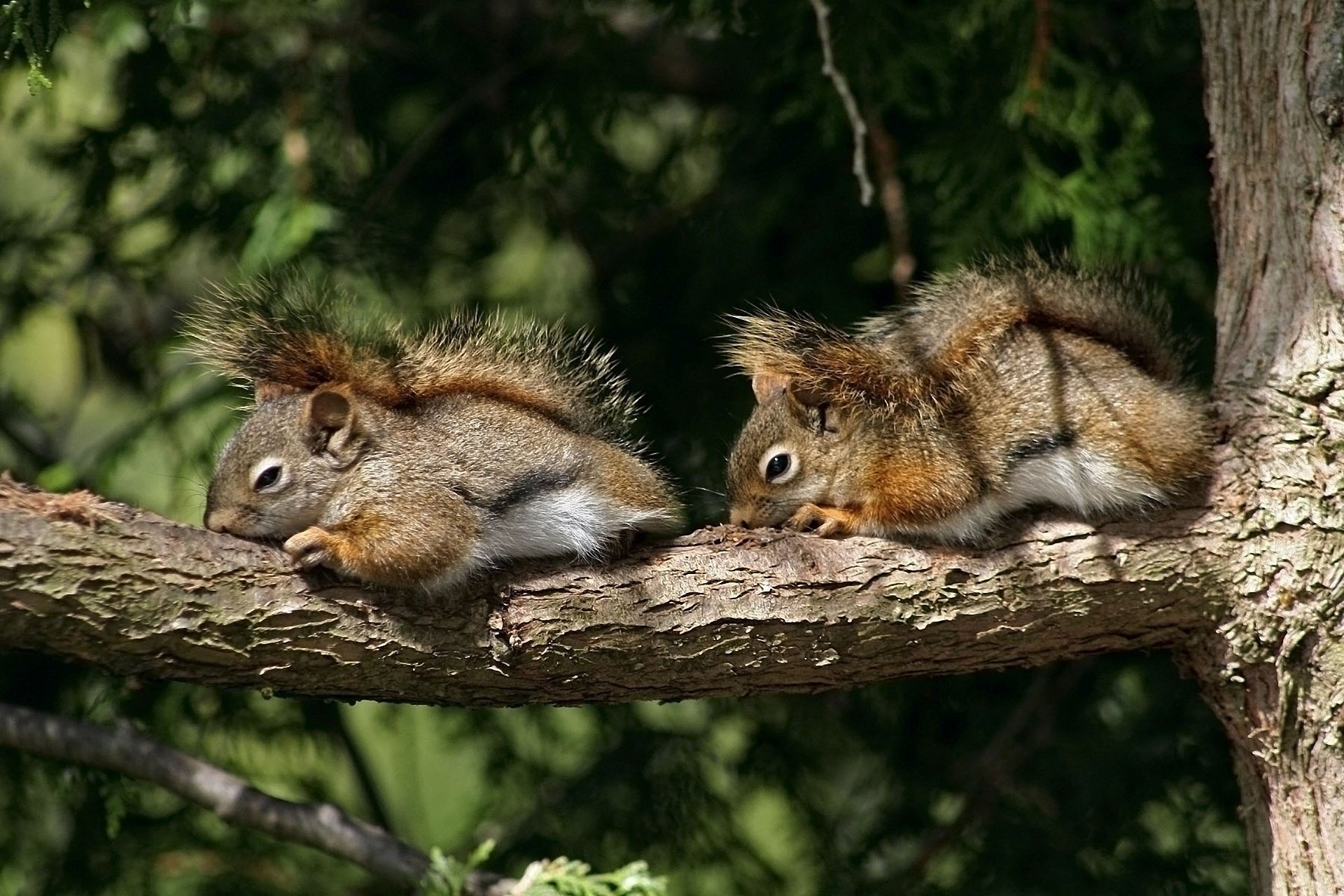 albero scoiattoli roditori dormire coppia ramo sonno scoiattoli