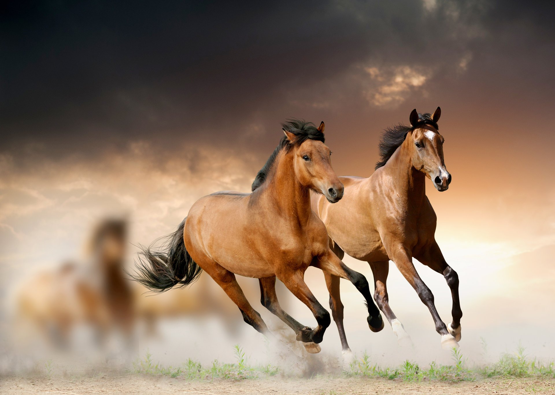 caballos nubes hierba correr