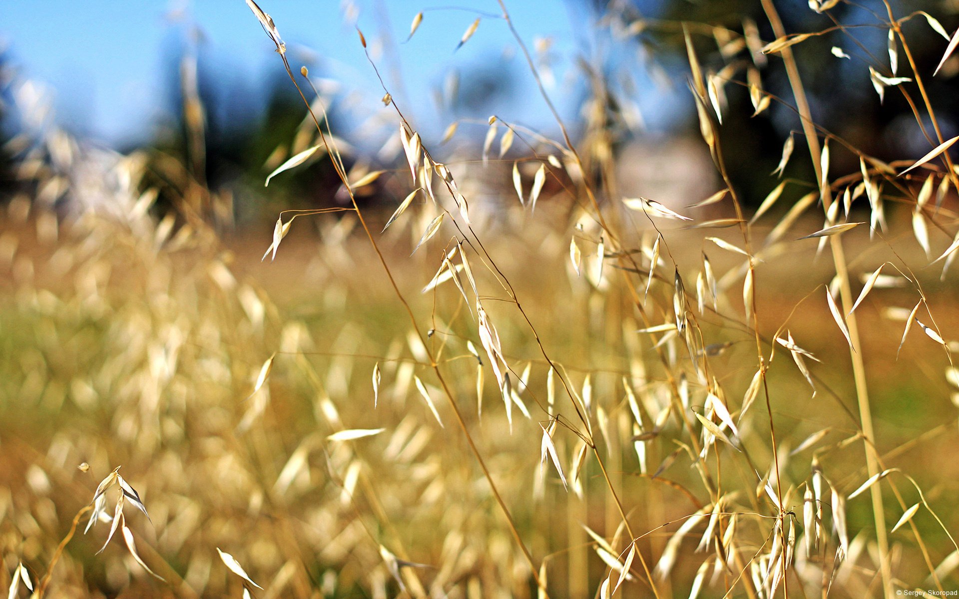 macro beauty field