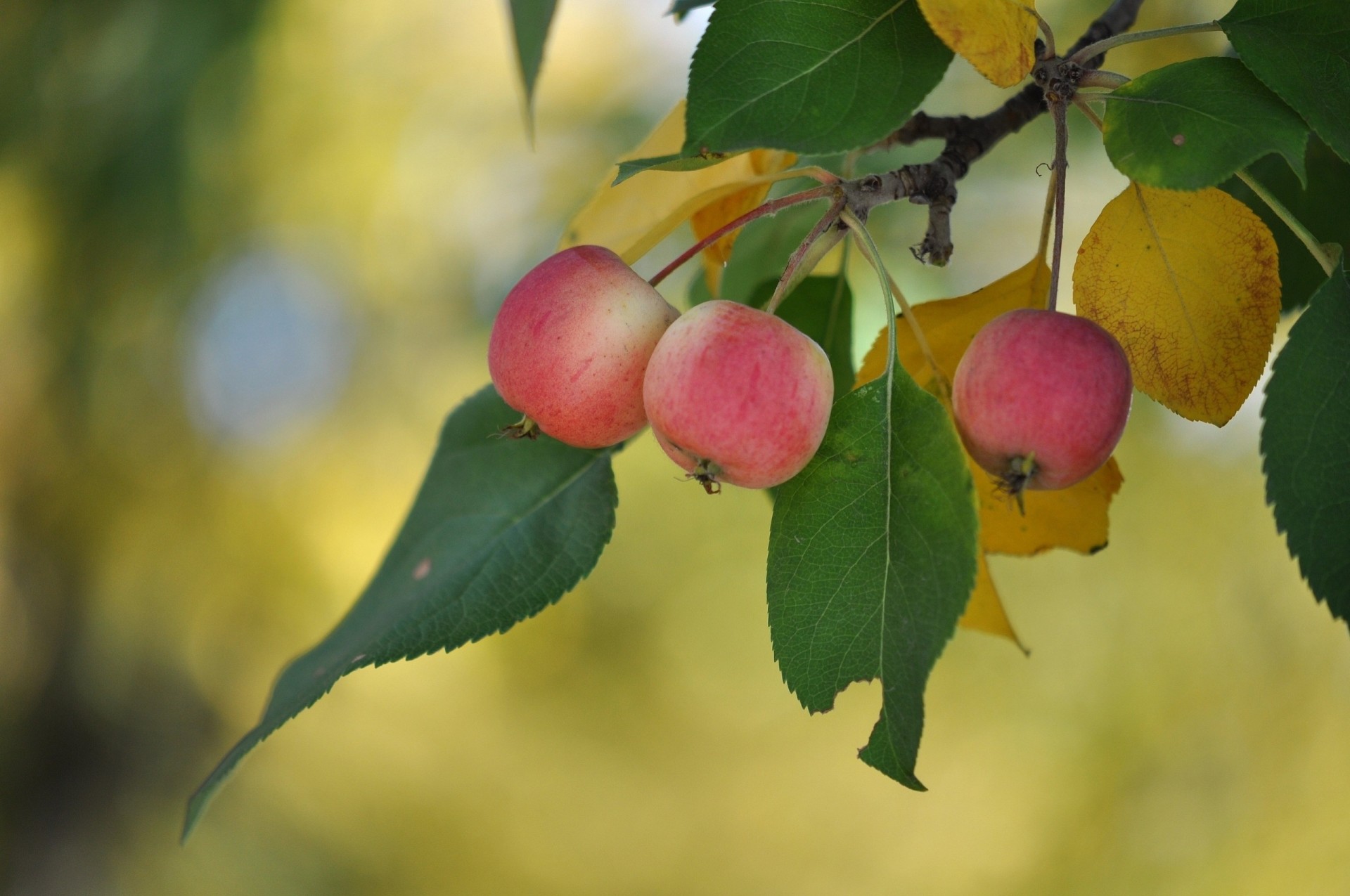 heet close up apples branch