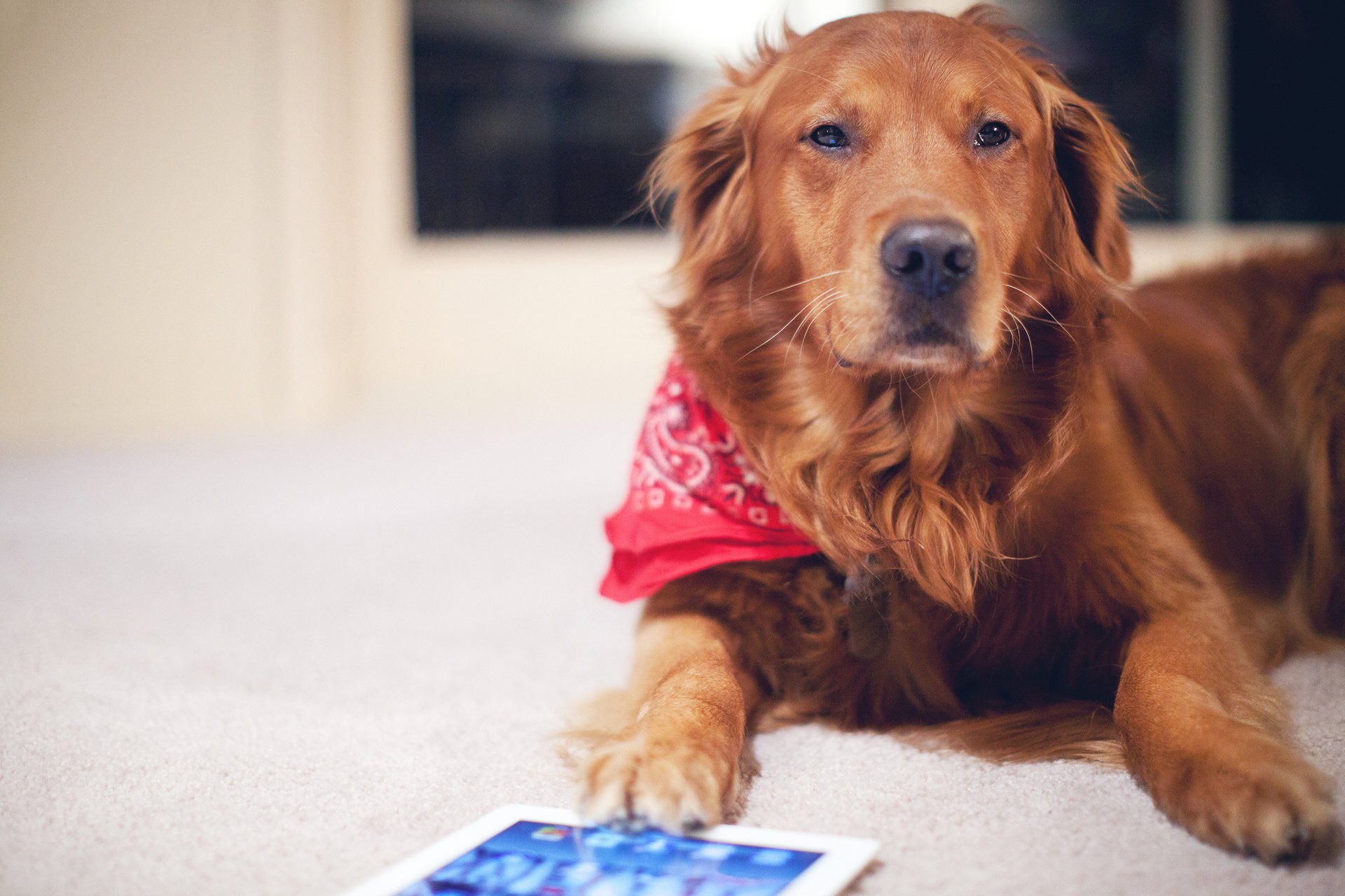 chien roux chien tablette