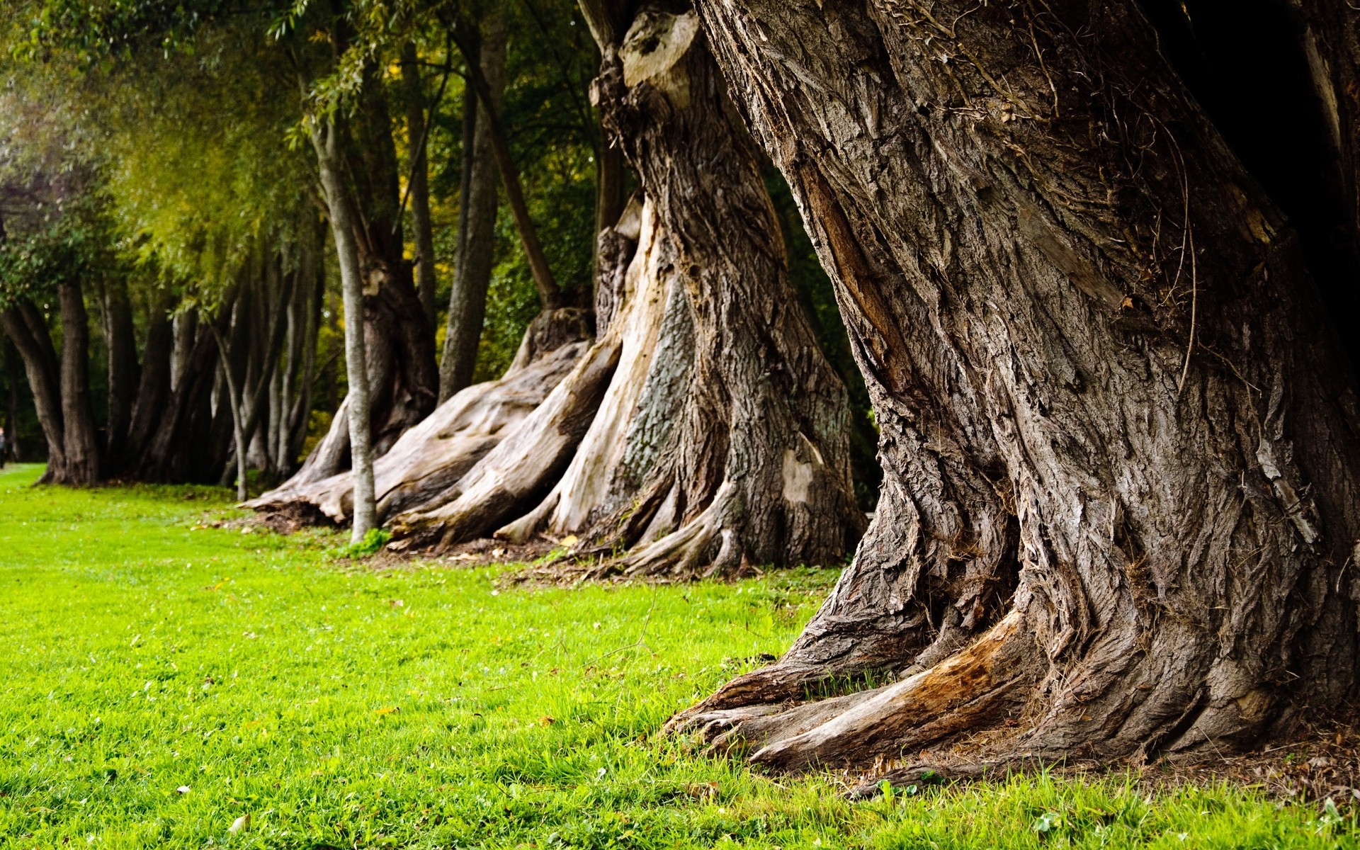 alberi erba estate