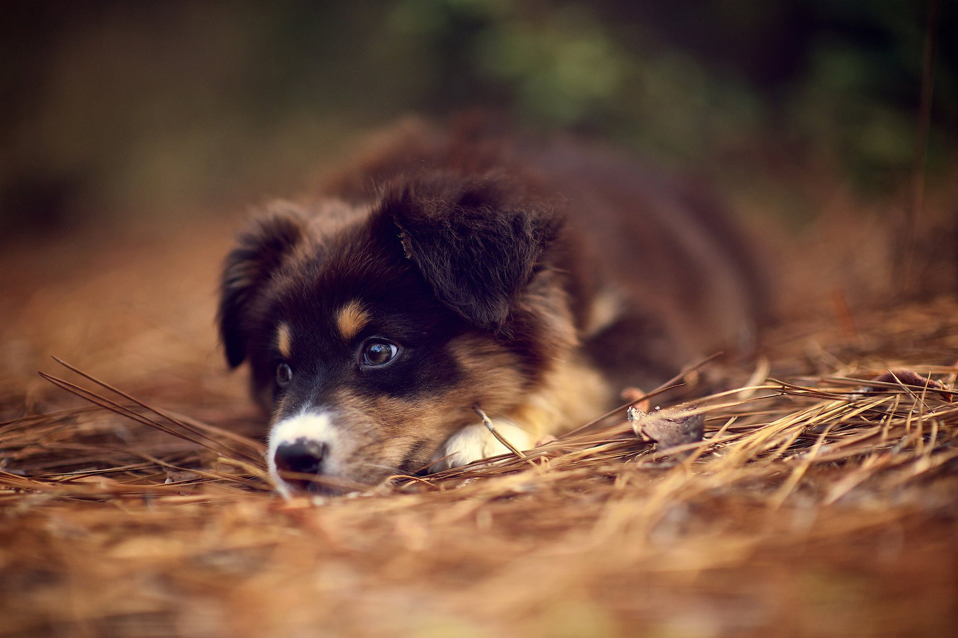 australischer schäferhund welpe wald spaziergang