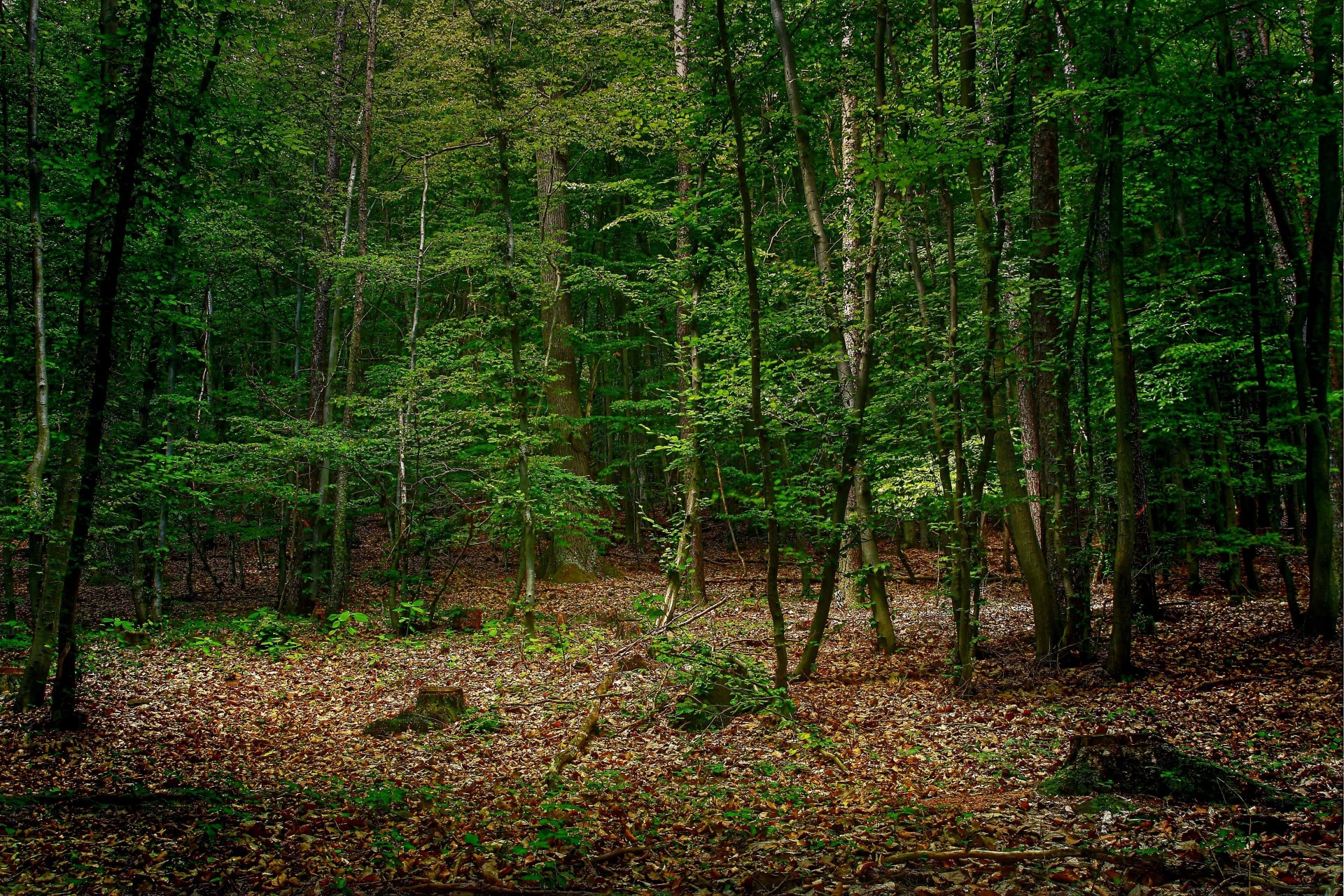 árboles bosque naturaleza