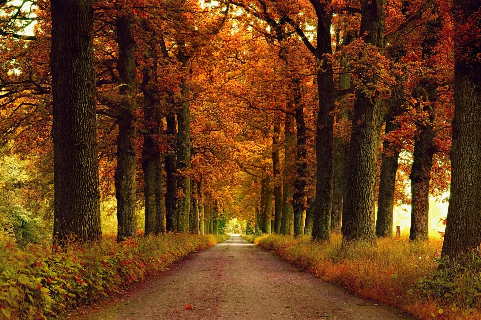 automne parc allée