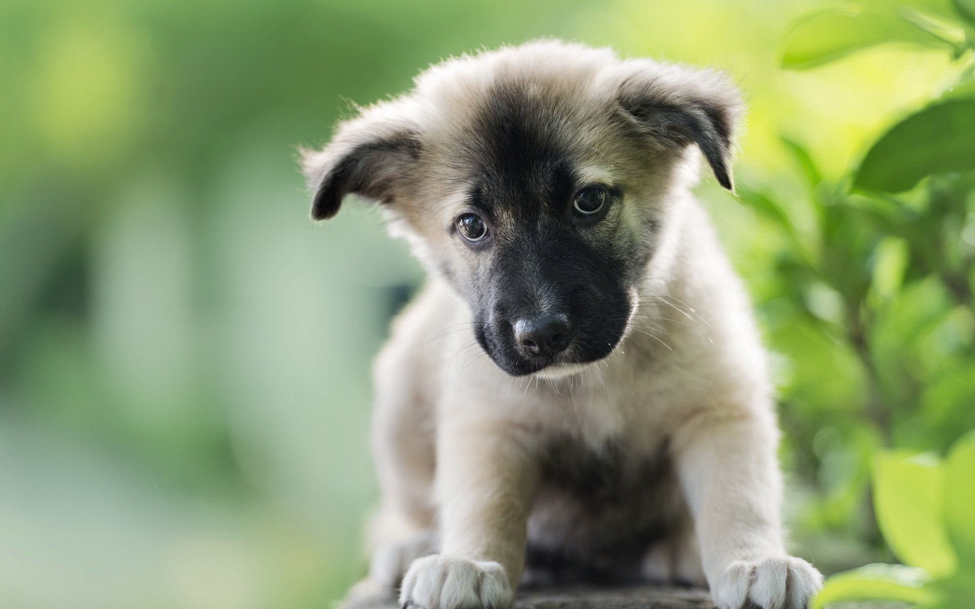 cane sguardo cucciolo