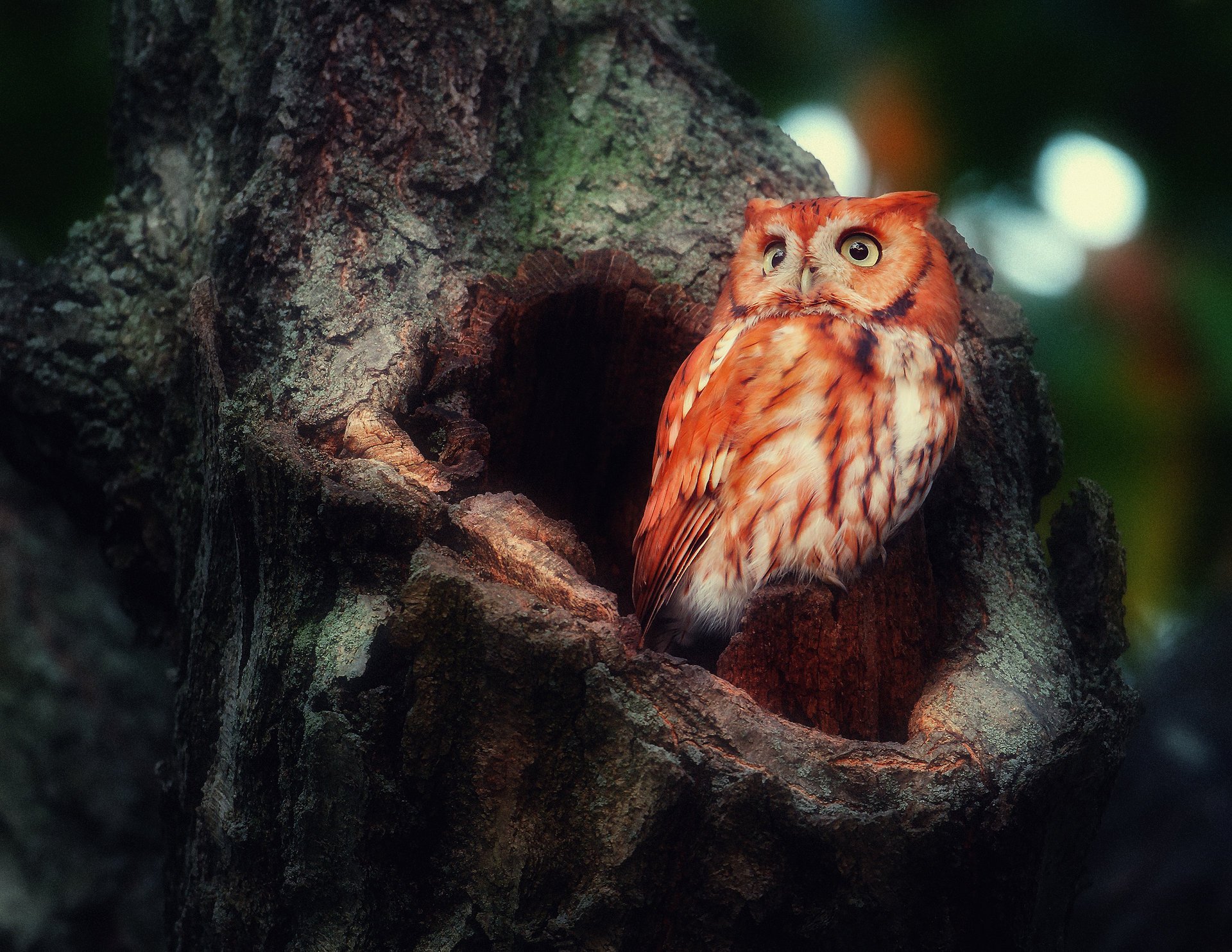 uccello gufo gufo rosso cavo albero foresta