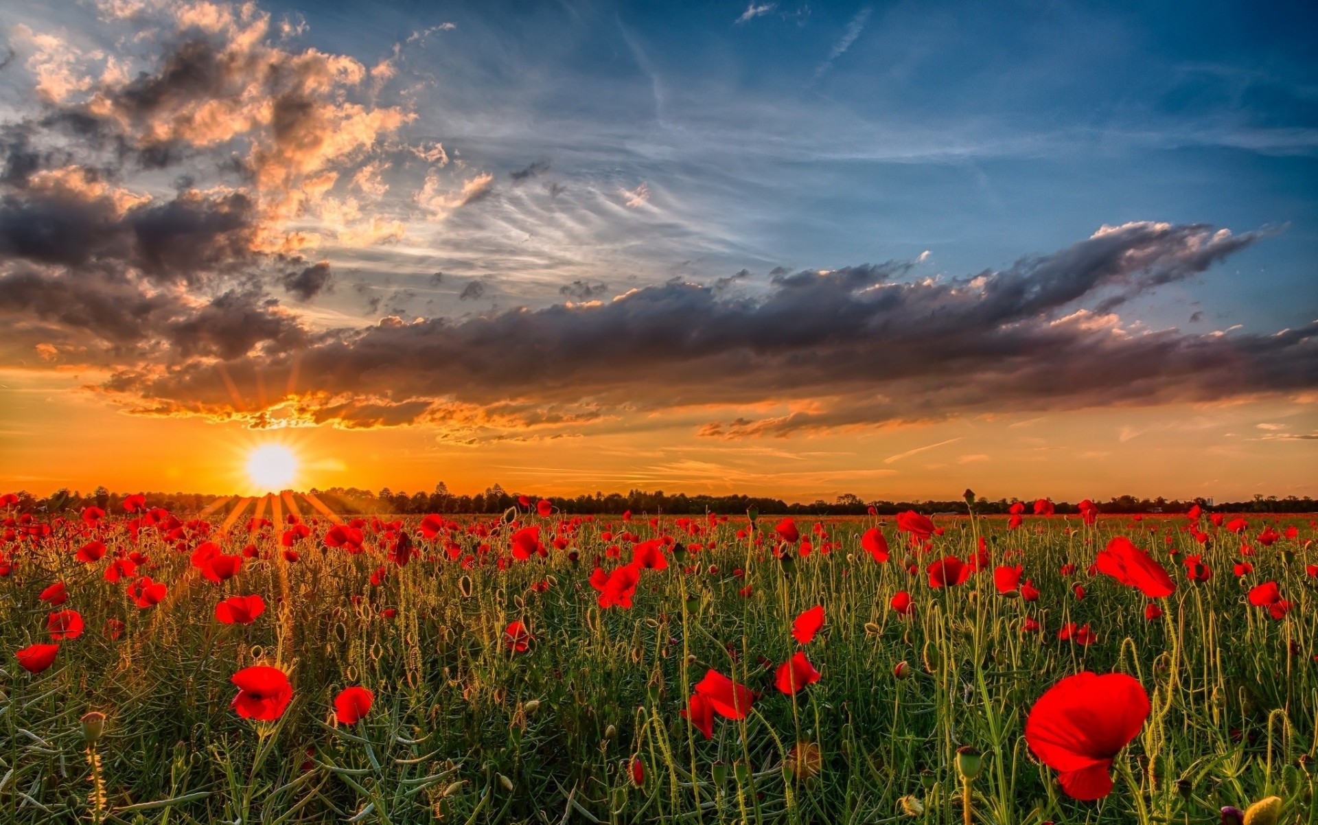 coucher de soleil nature fleurs ukraine soleil ciel coquelicots nuages