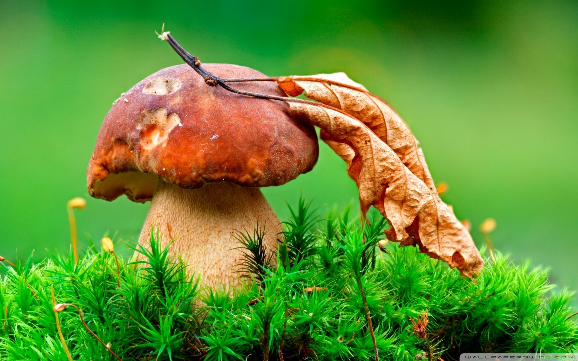 feuille automne champignons gros plan