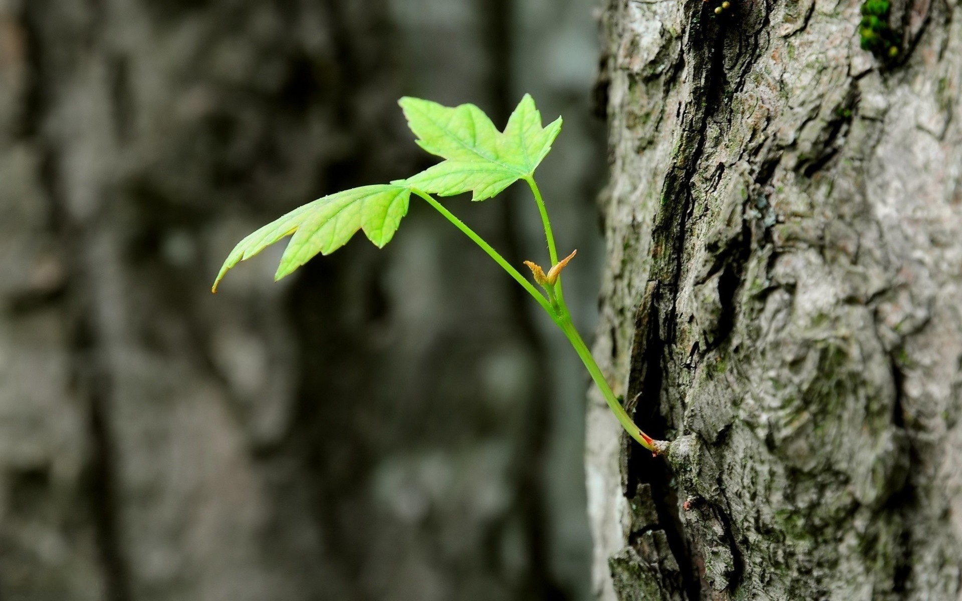 gros plan arbres forêt printemps