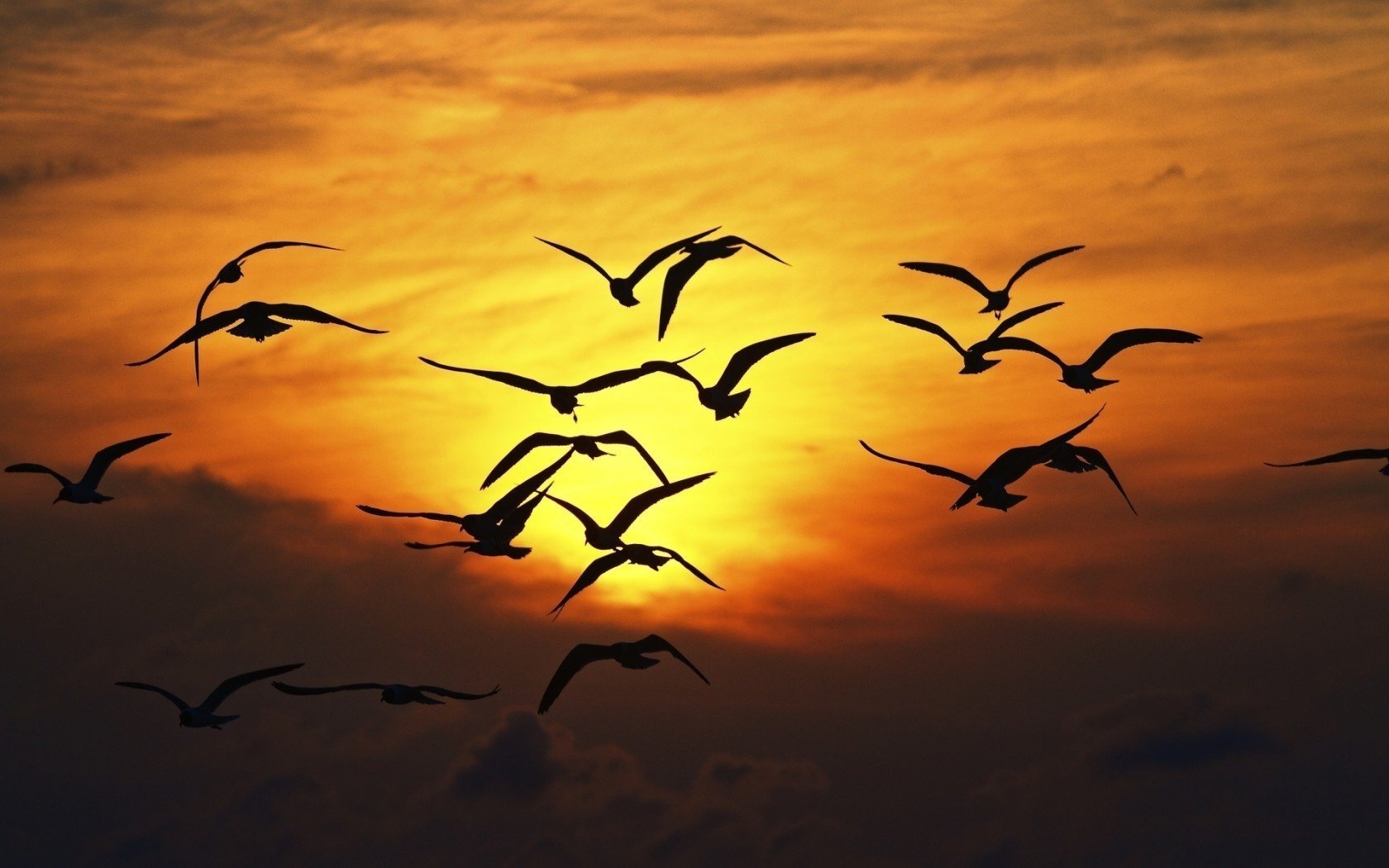 mouettes coucher de soleil beauté rouge