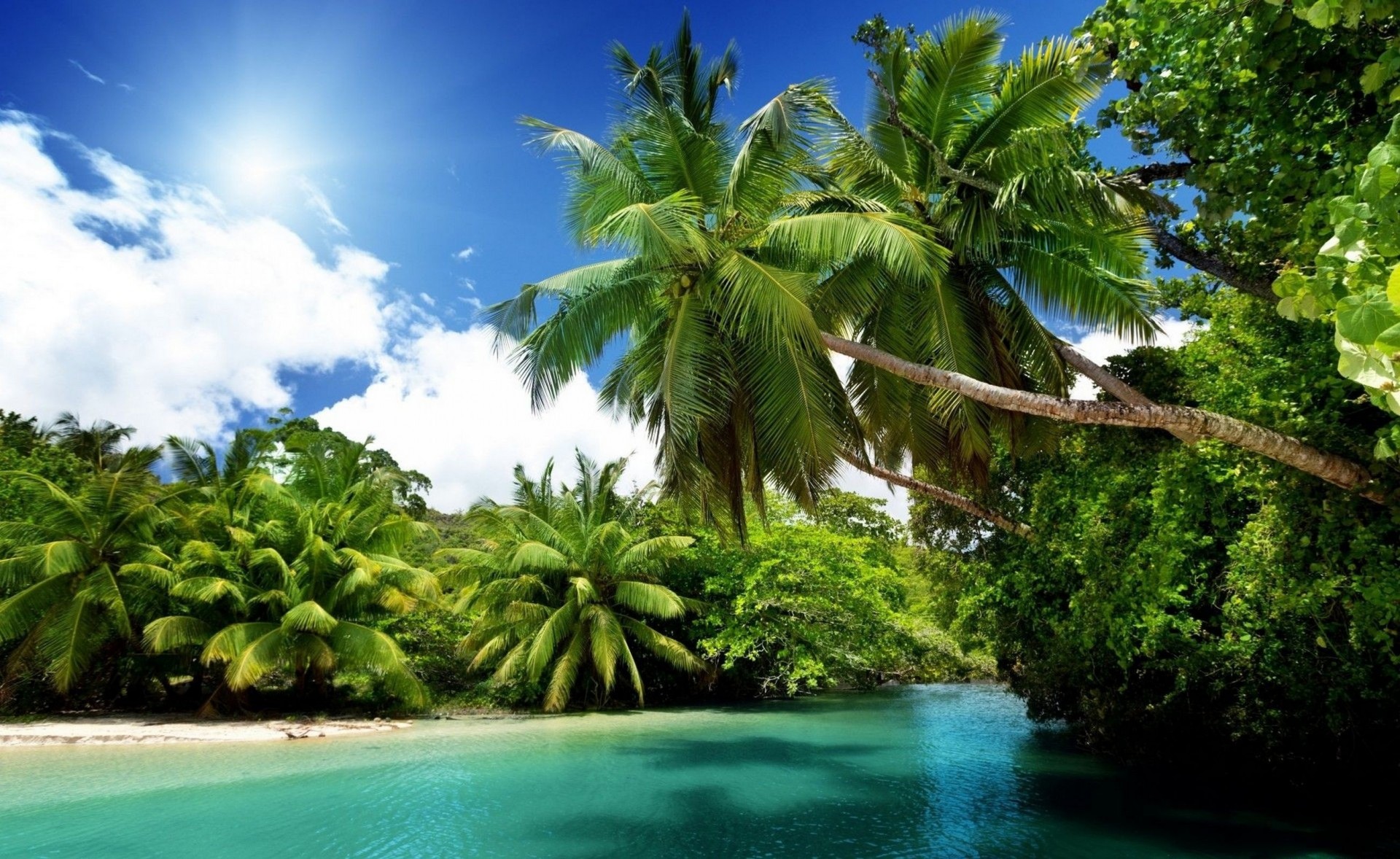 beach palm nature tropics ocean emerald sun blue sea sports australia summer