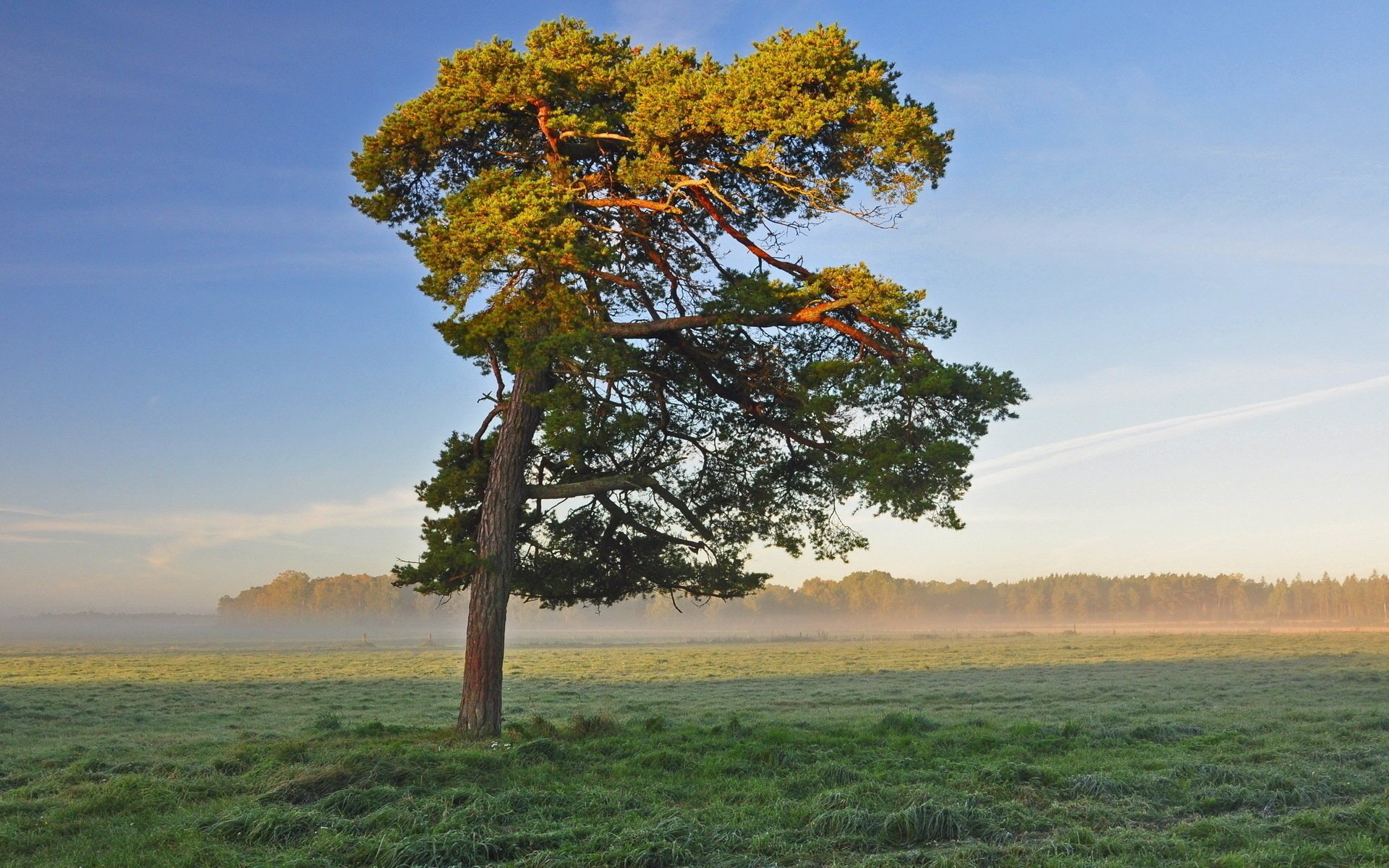 zeder feld nebel