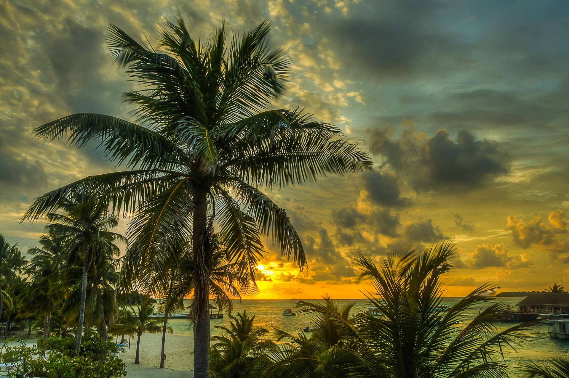 paradise sea palm sunset