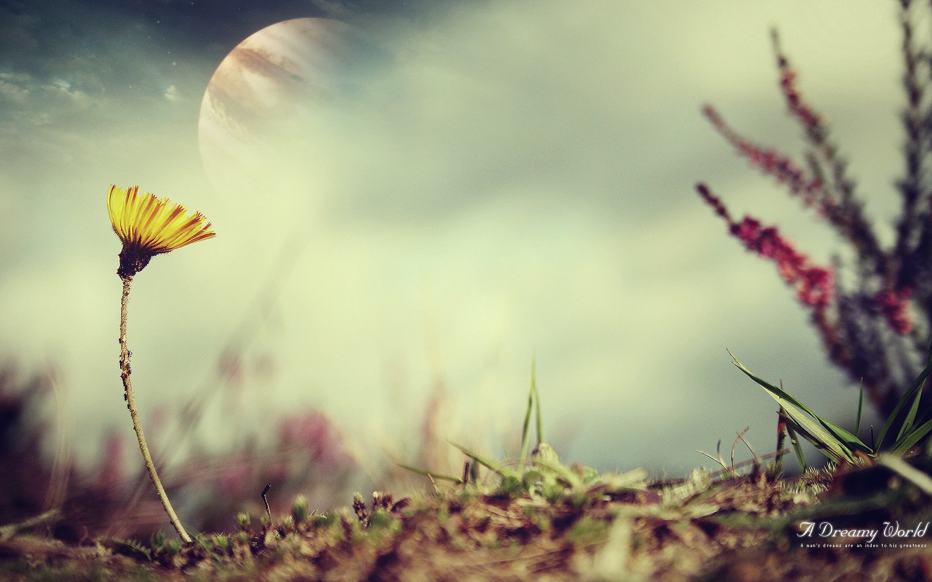 the moon macro dandelion