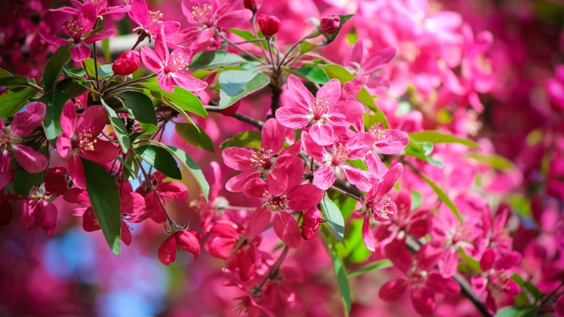 soleil été fleurs