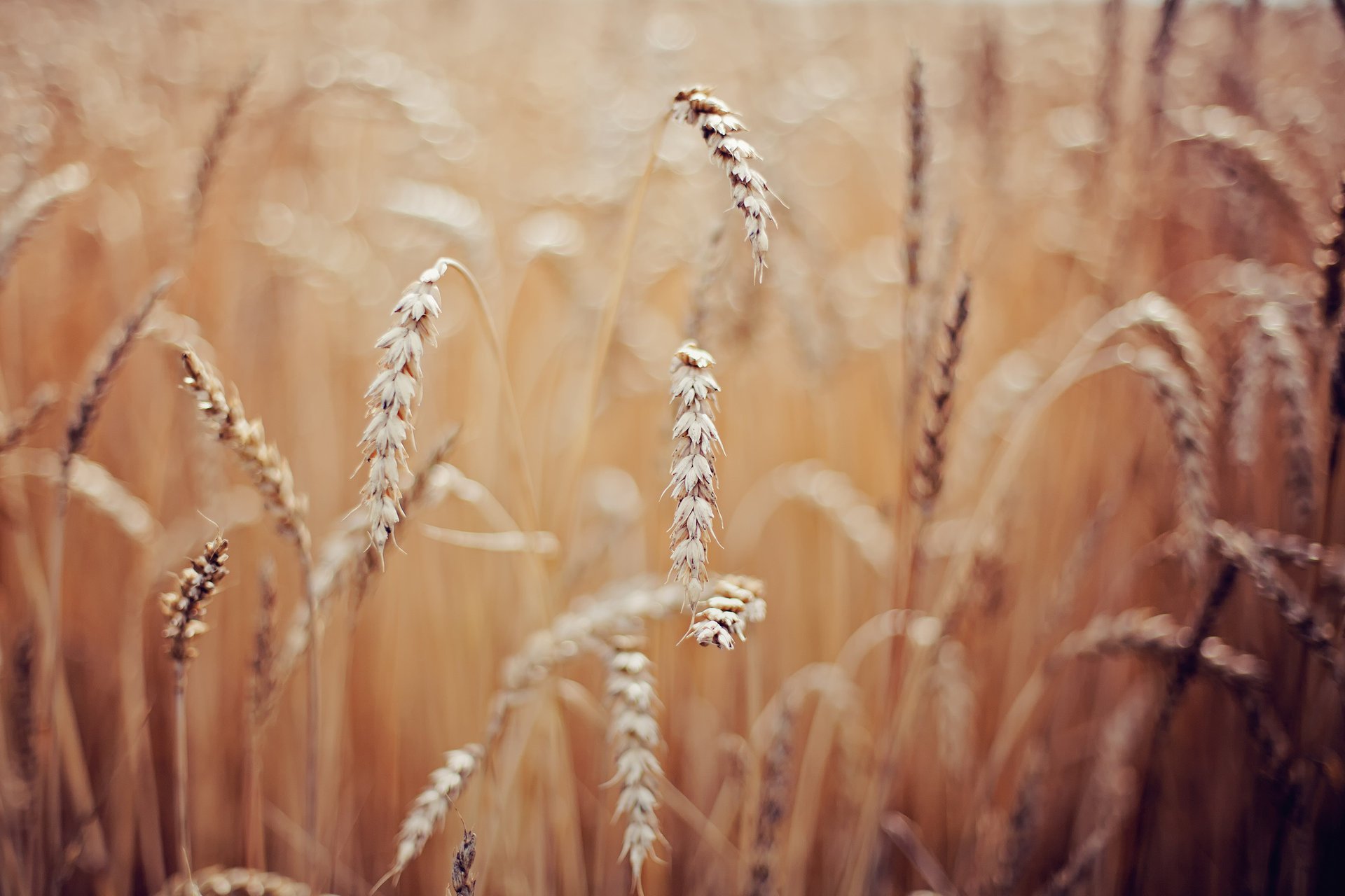 macro spikelets wheat