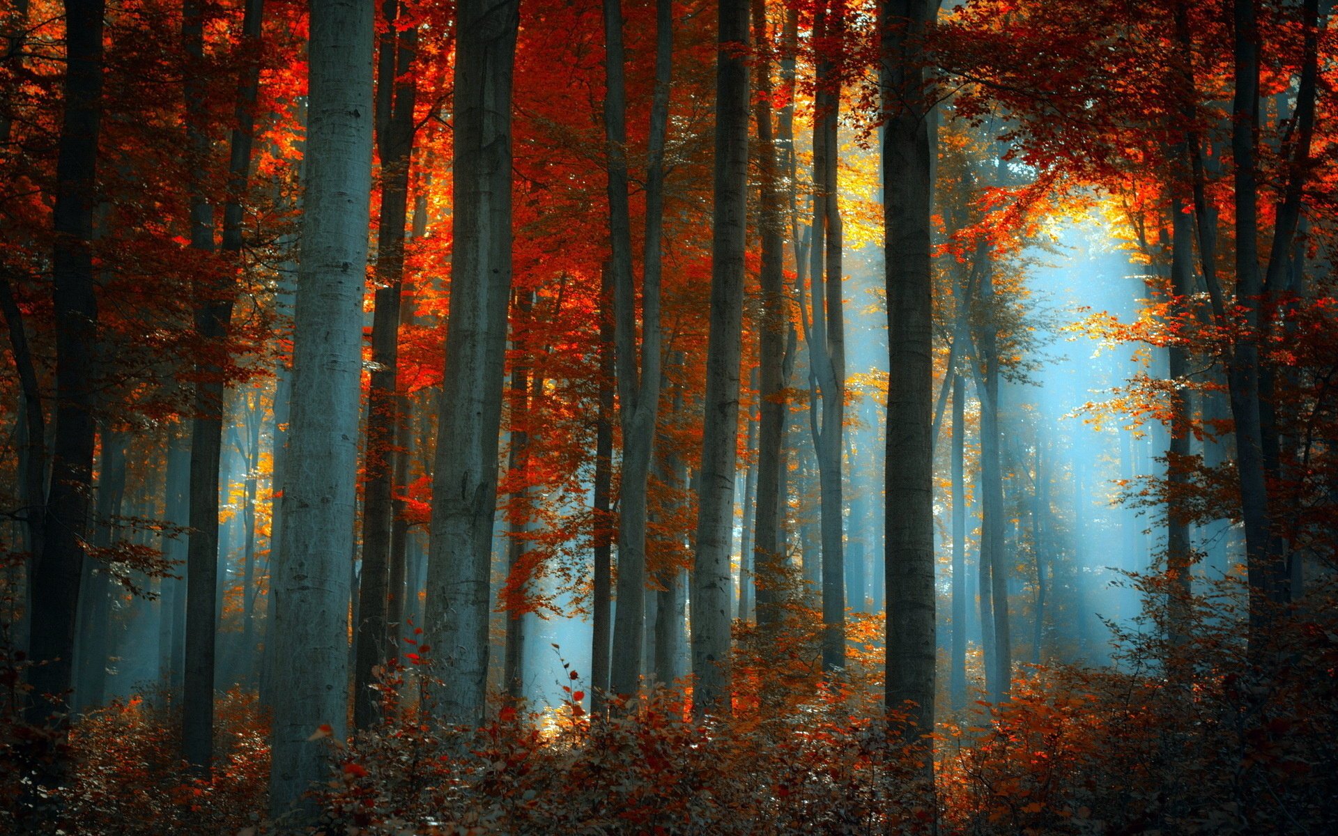 foresta natura paesaggio