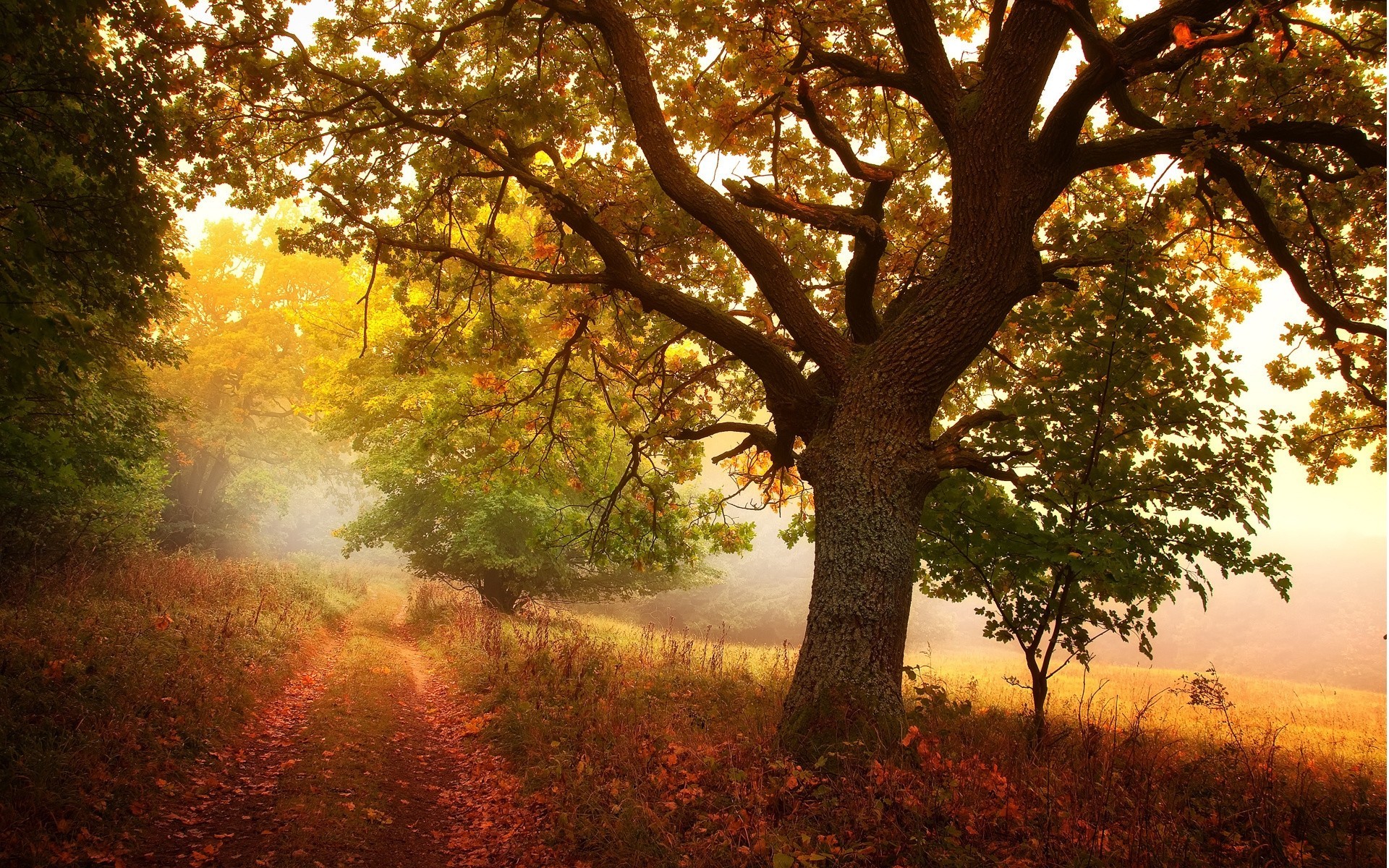 tree nature forest road grove autumn path