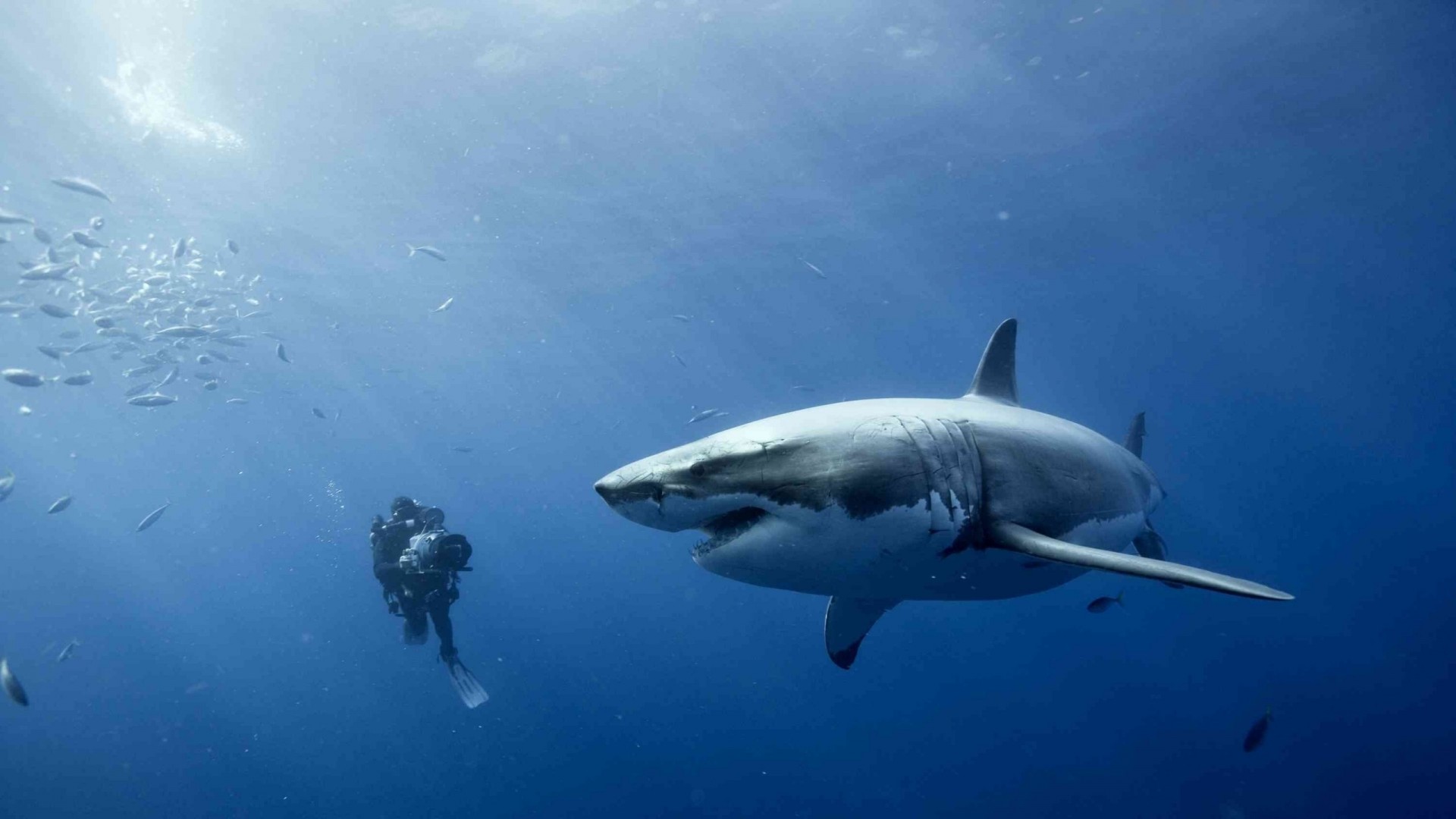 white shark sea