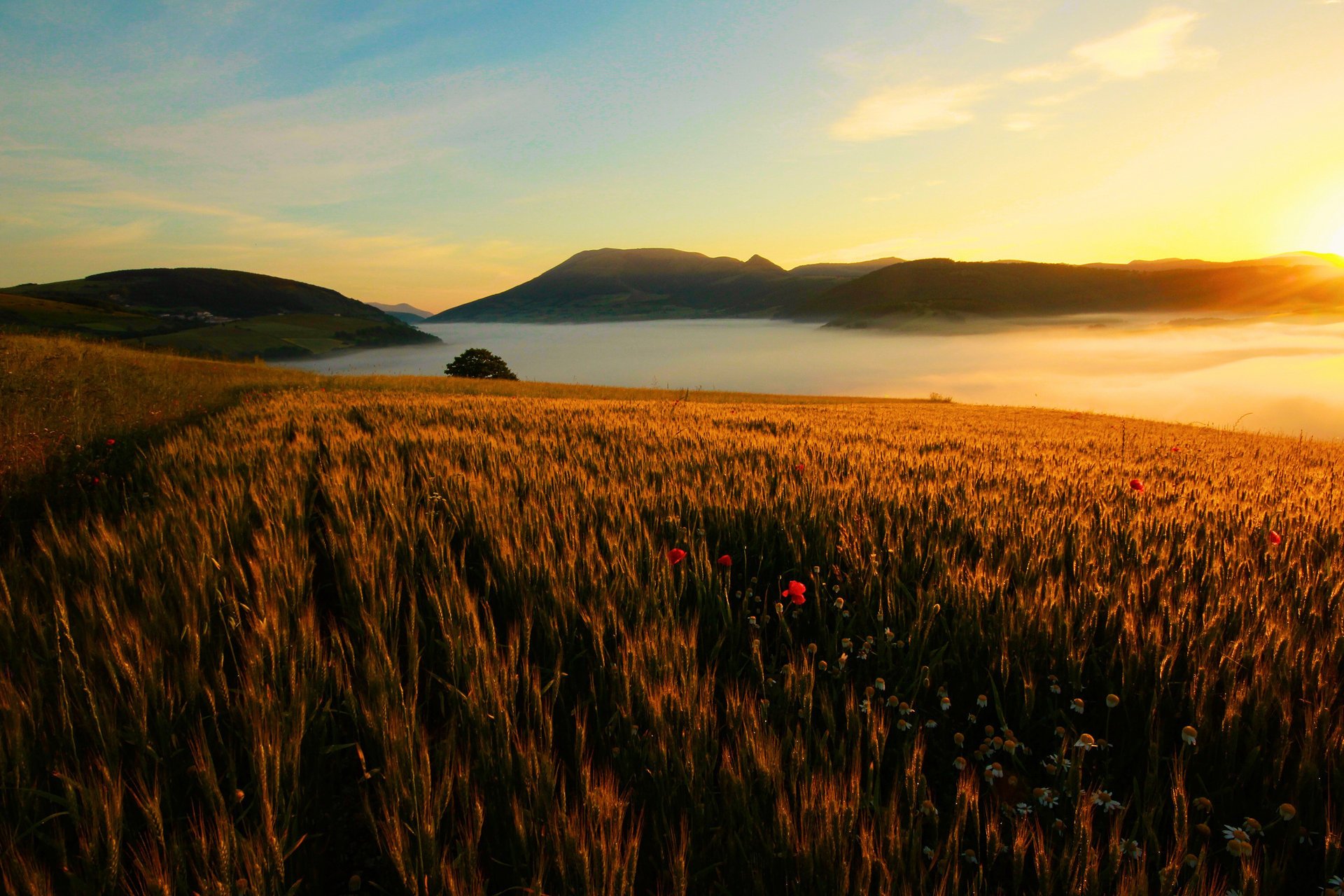 field flowers landscape mountains the sky the sun