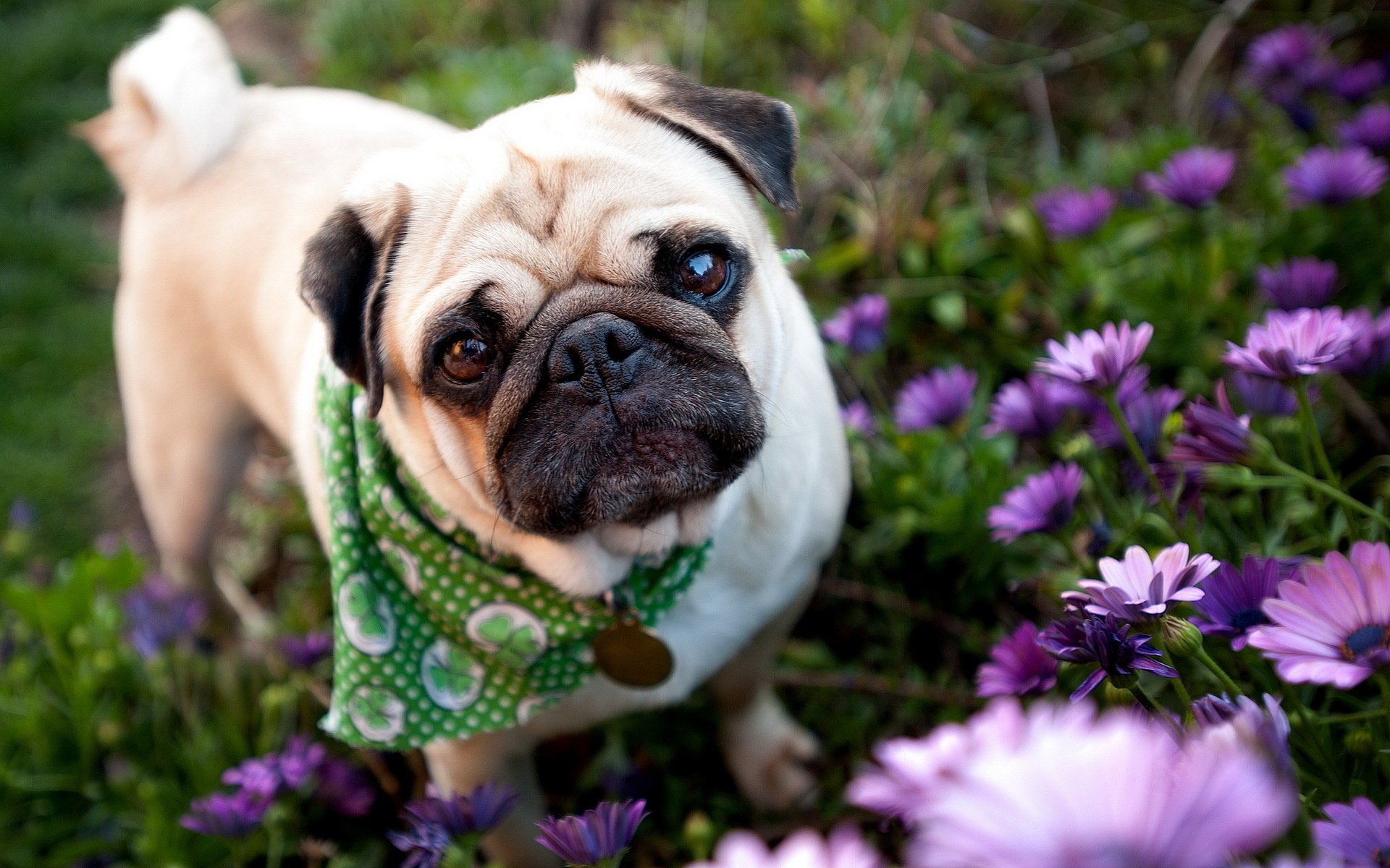 perro pug jardín