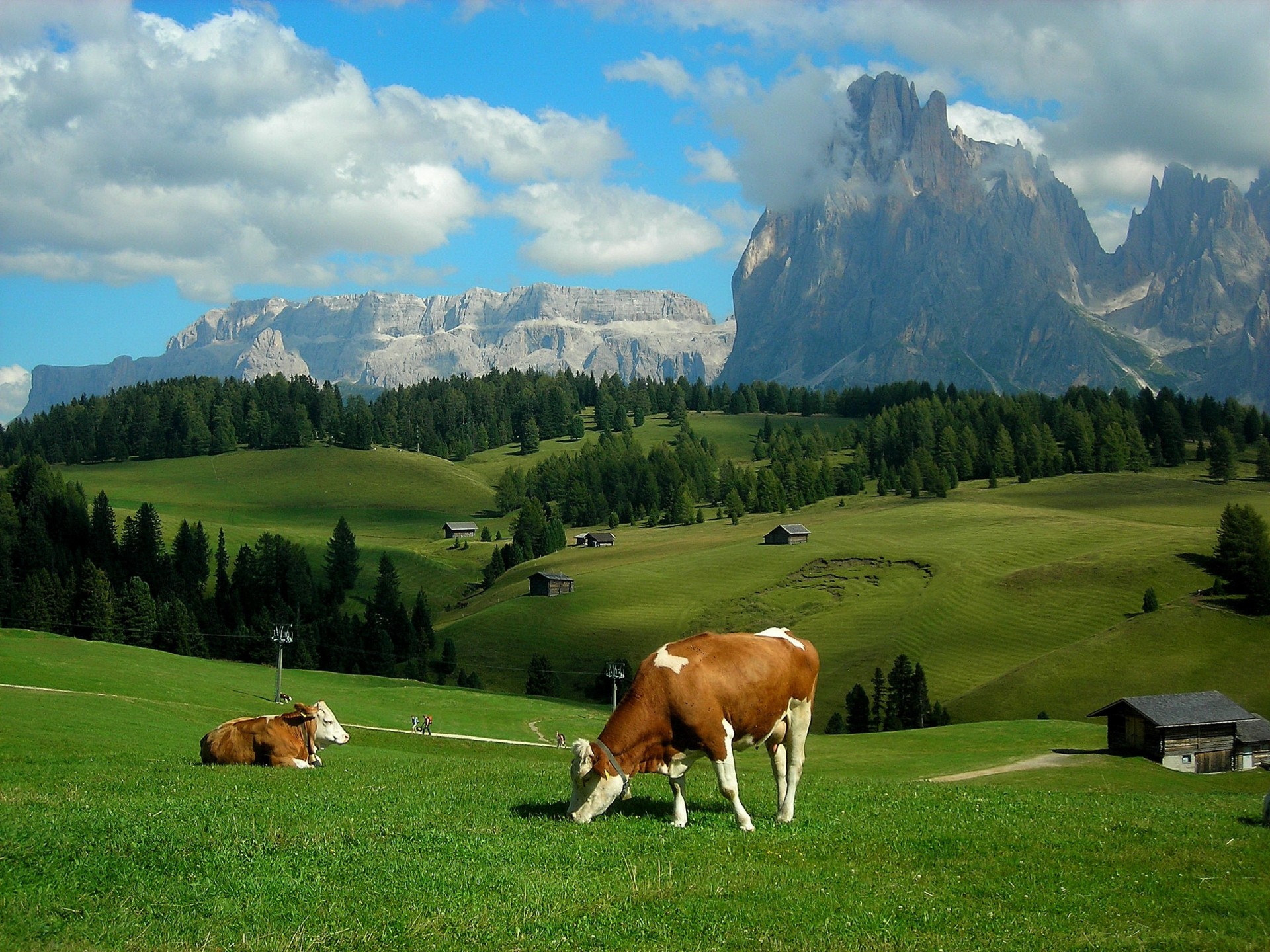 prati paesaggio colline alpi mucche montagne