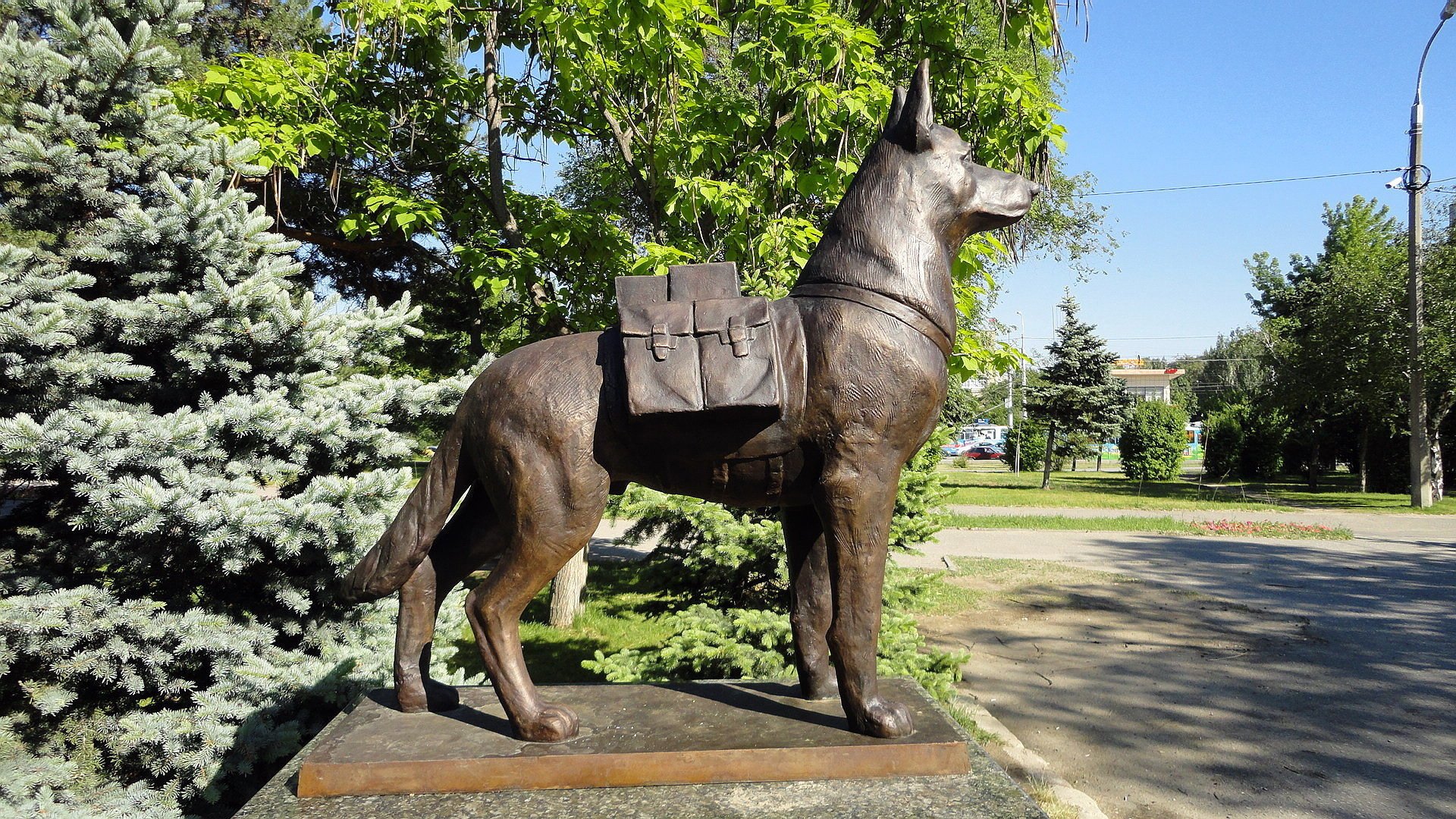 wolgograd russland hund schäferhund himmel