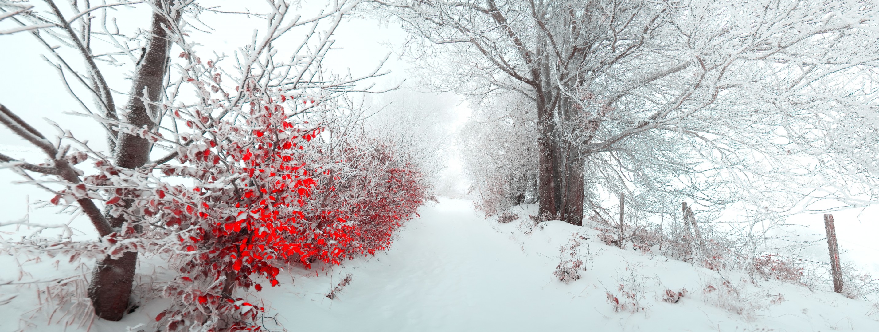 bellissimo paesaggio natura albero