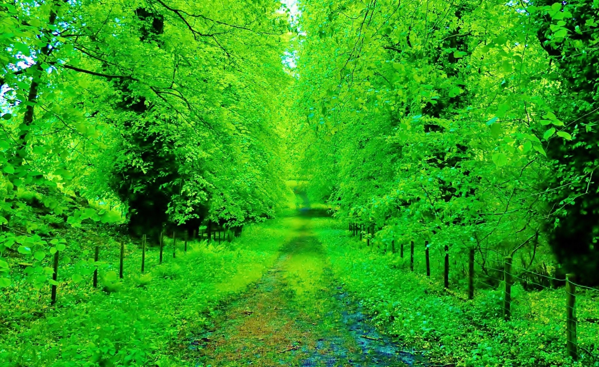 pequeño bosque carretera parque escocia