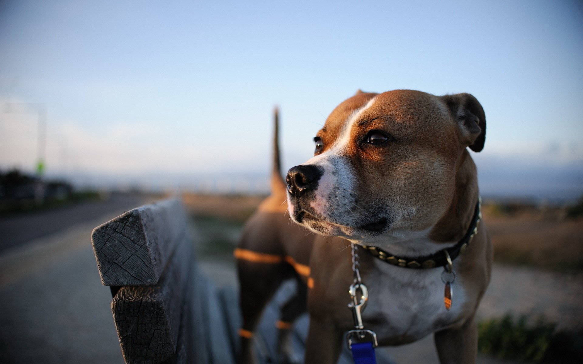 hund freund hintergrund