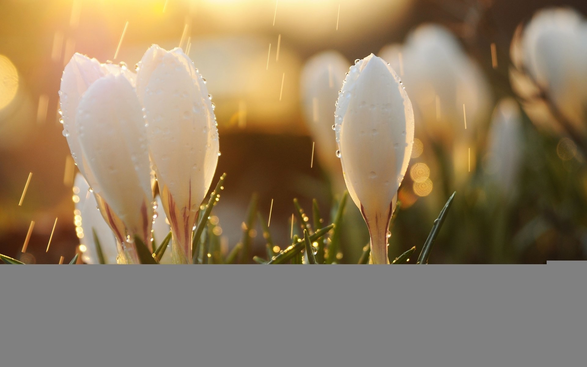 reflejos brotes sol flores gotas