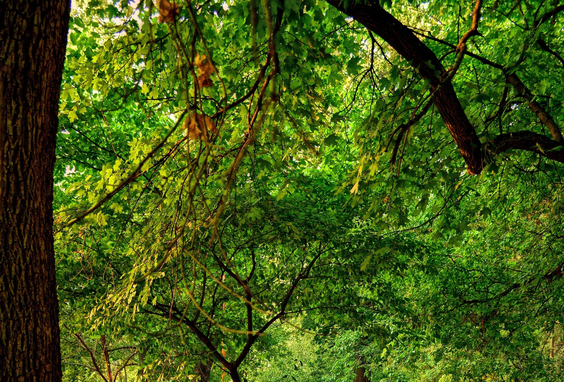 feuille nature branches arbre