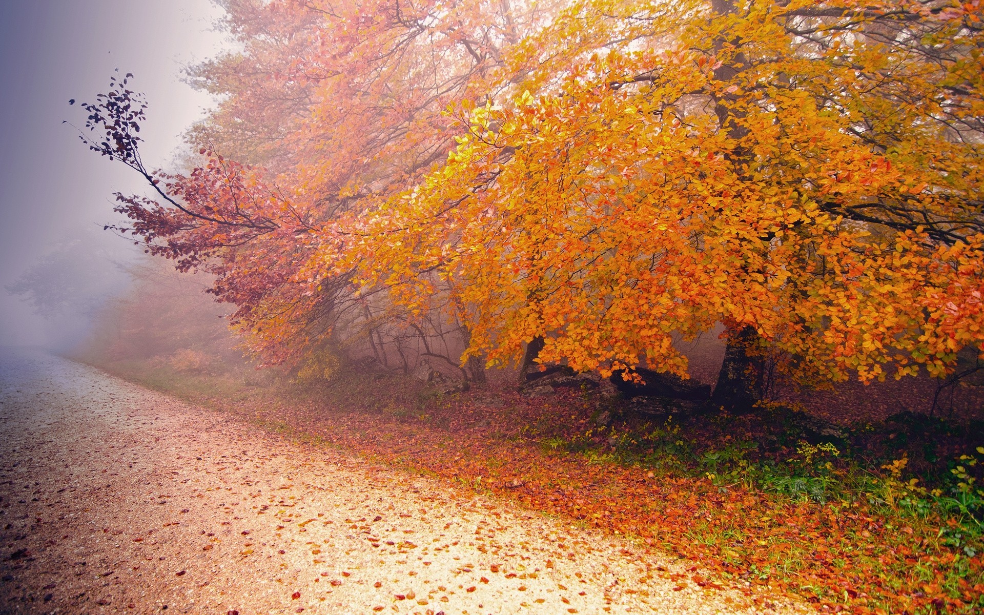 hoja estaciones árboles niebla carretera otoño