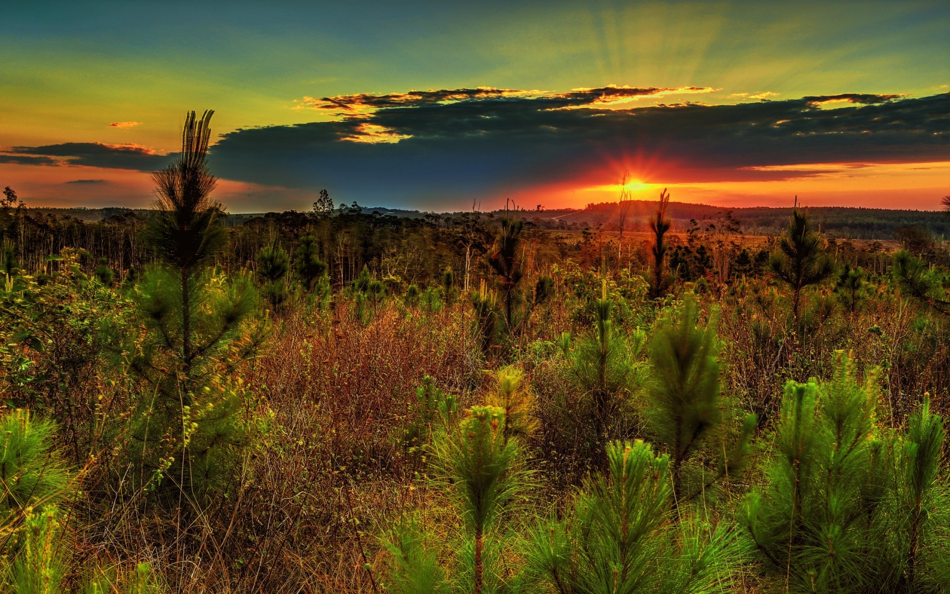 landscape sunset nature tree hills sky plants pine the field