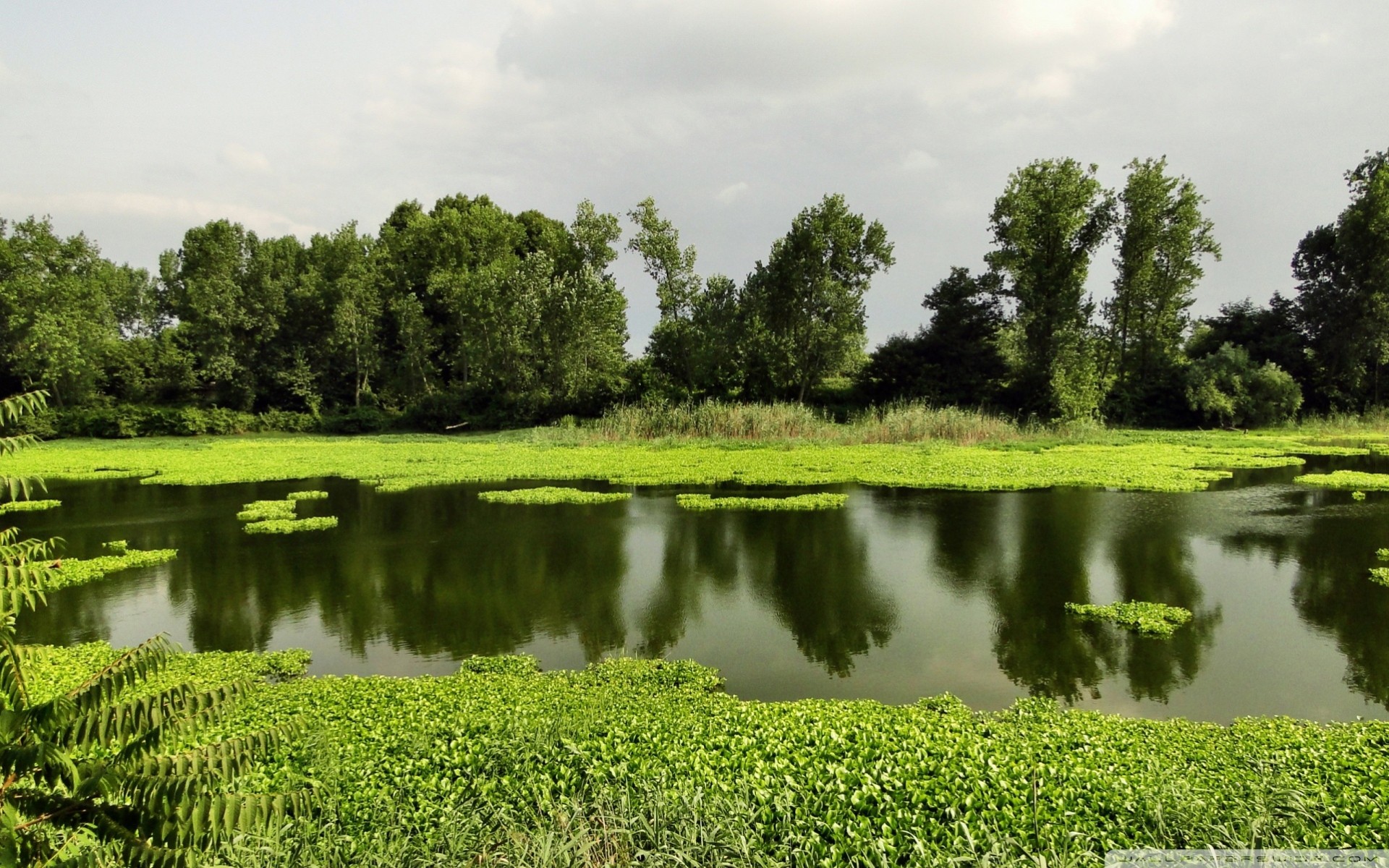 lago paisaje verano naturaleza