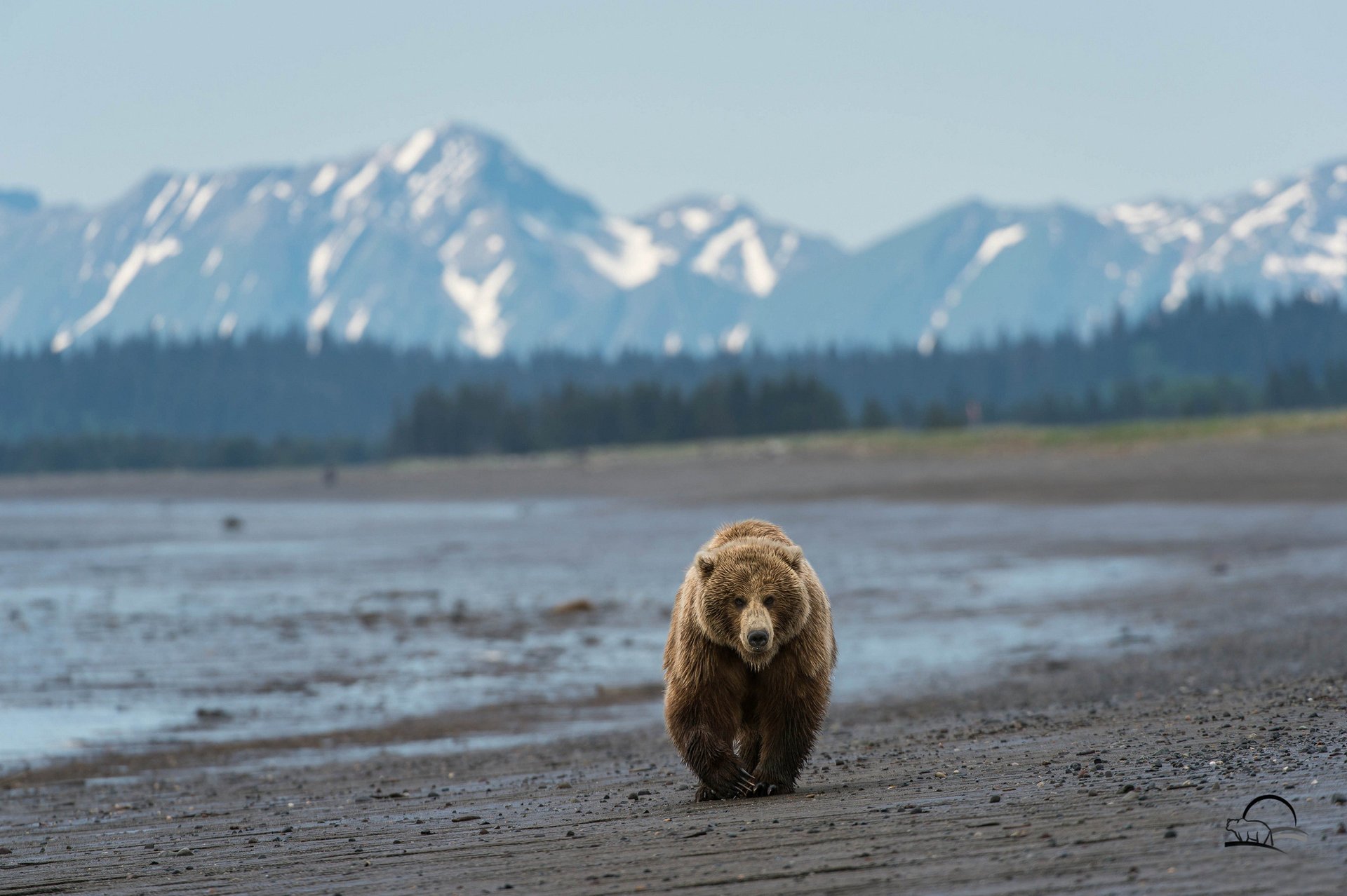 ours en peluche montagnes alaska plage ours