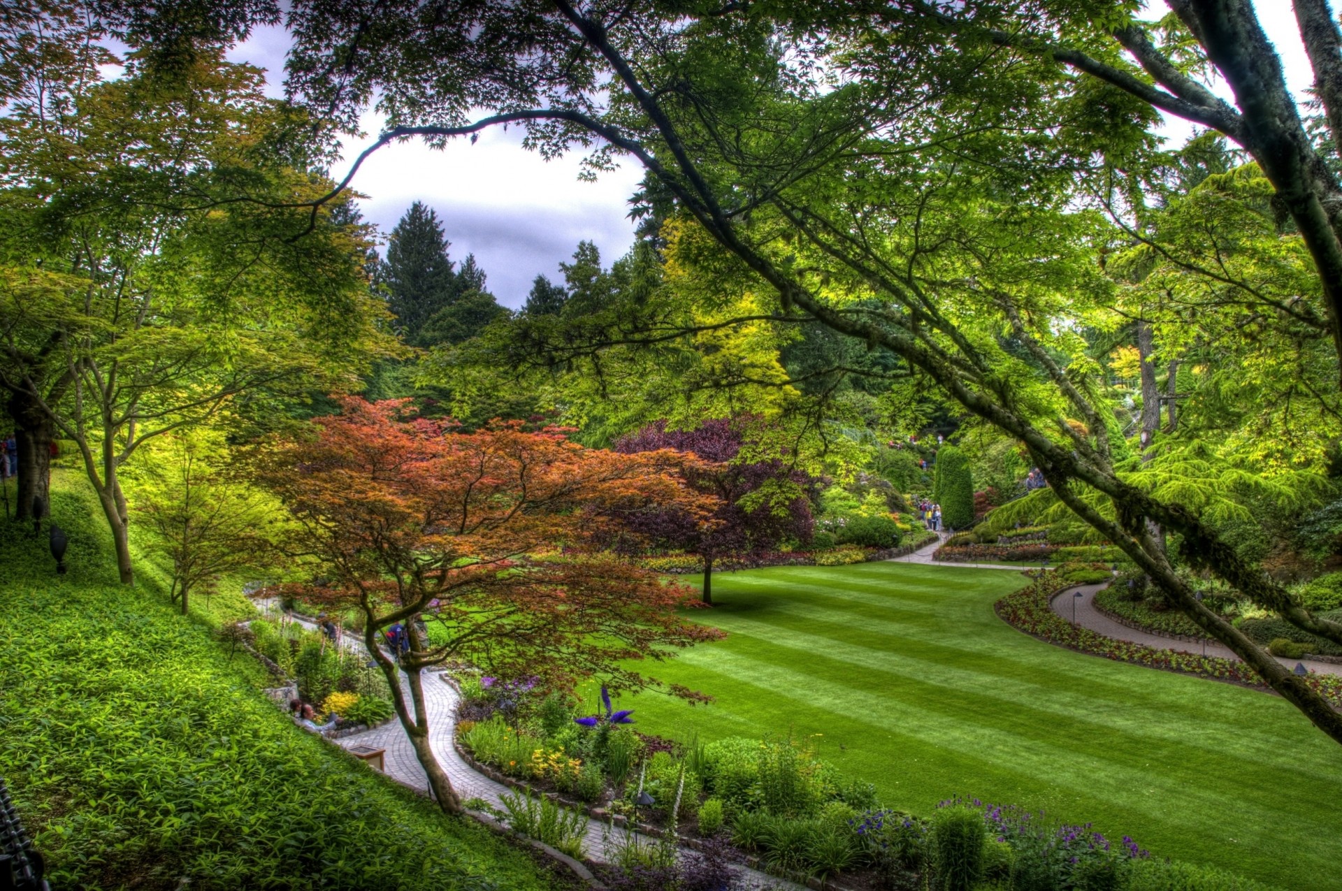 path of the strip tree top turf green supplie