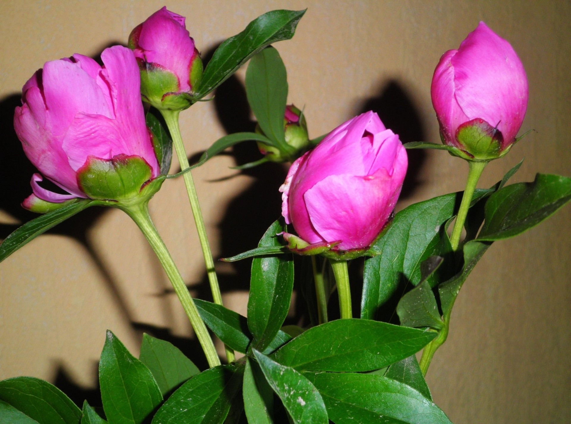 bouquet buds close up peonies flower