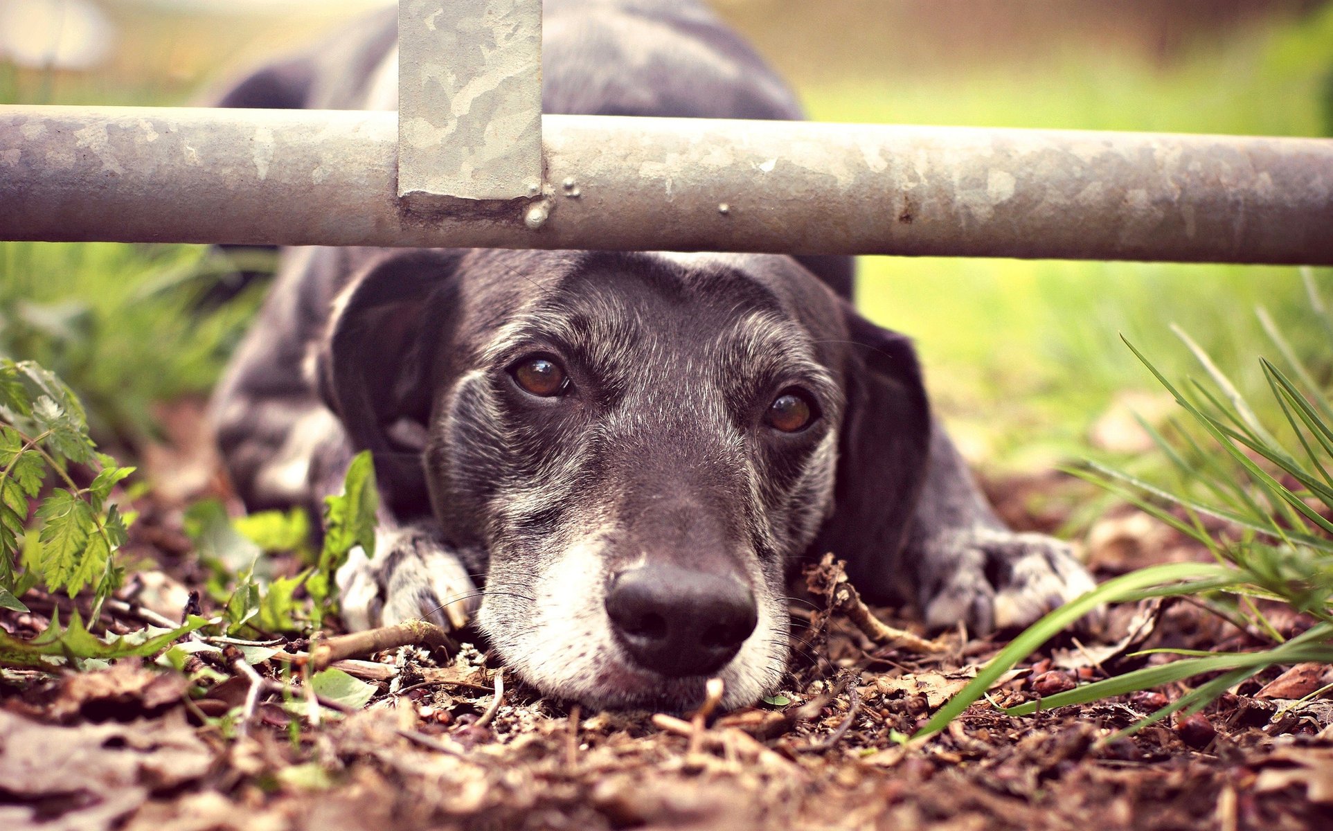 perro hocico tristeza