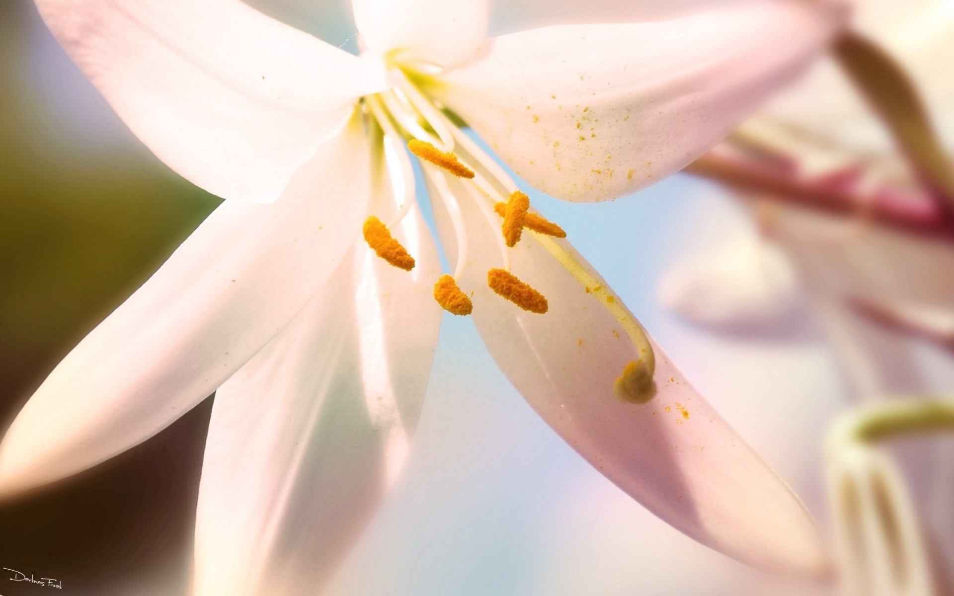 makro blume im sommer