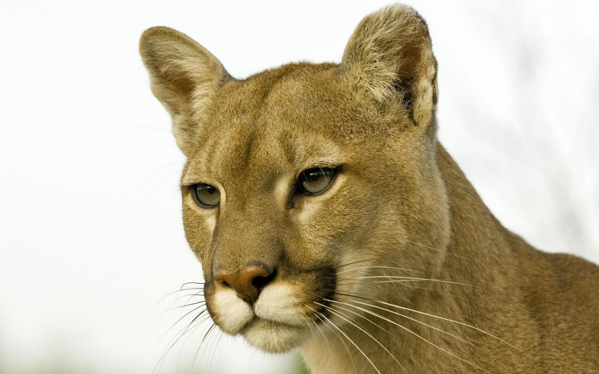 lew górski spojrzenie pysk puma głowa wąsy nos