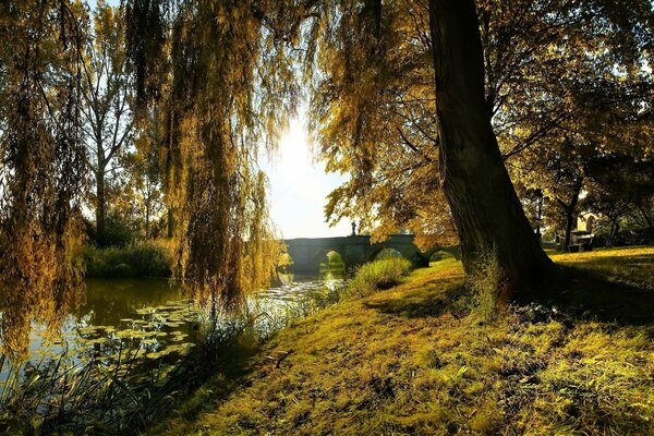 Fiume in una bellissima foresta autunnale