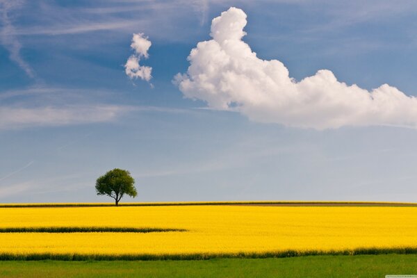 Cloudy sky and a green tree in the field