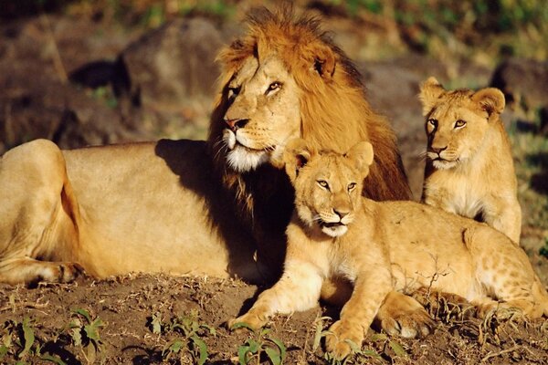 A family of lions are resting on the ground