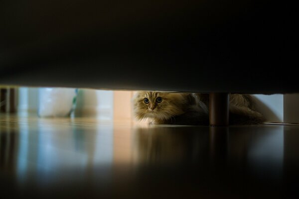 Fluffy cat peeps under the sofa