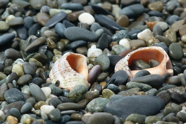 Two seashells on the shore among the stones