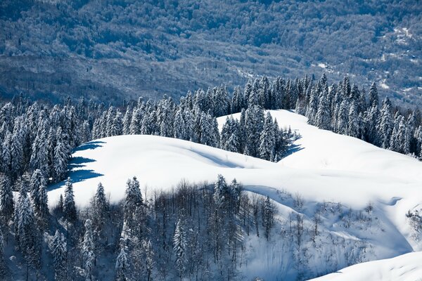 Natürliche Berglandschaft und Wald